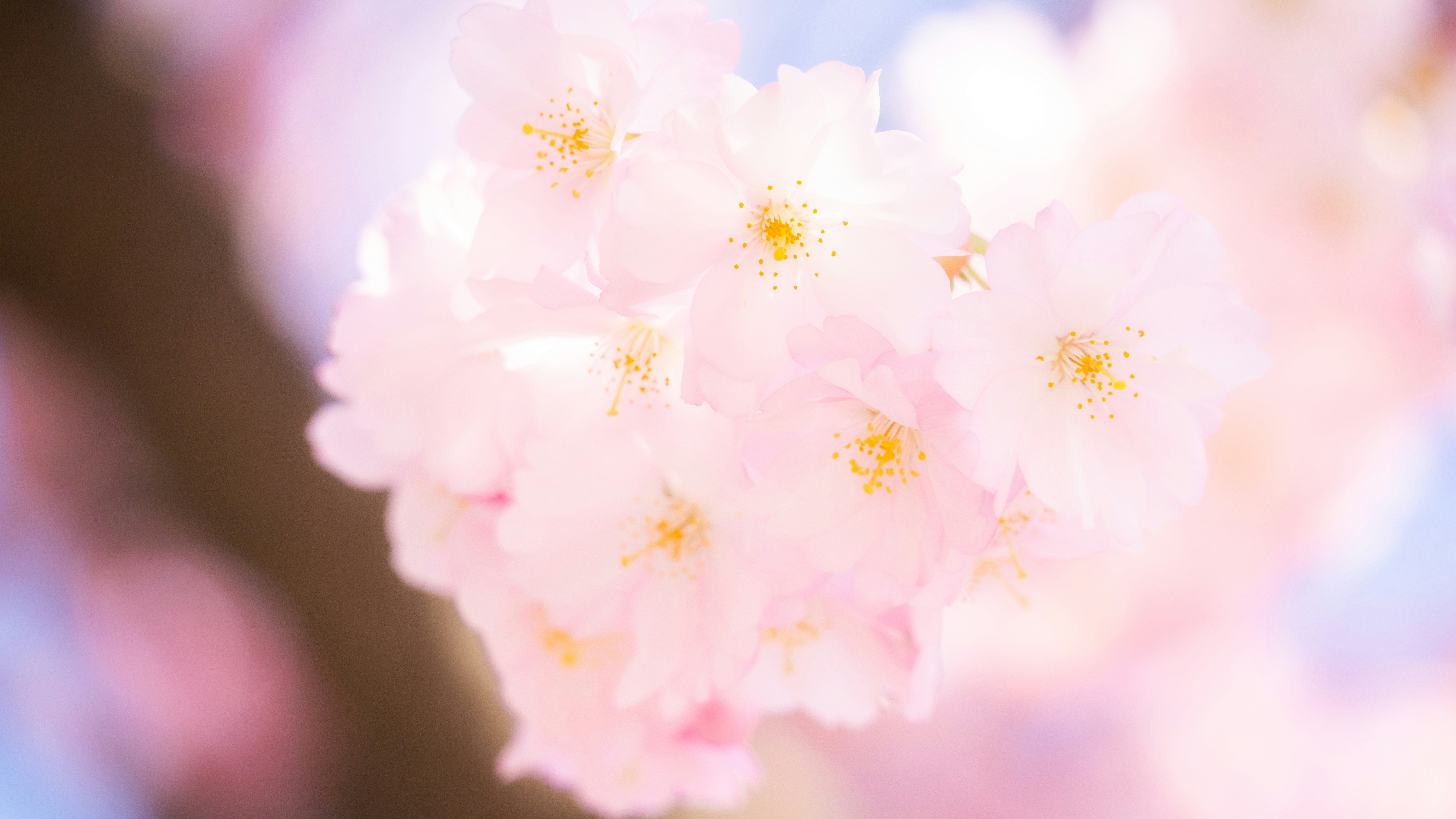 Cherry blossoms bloom in soft, dreamy light.