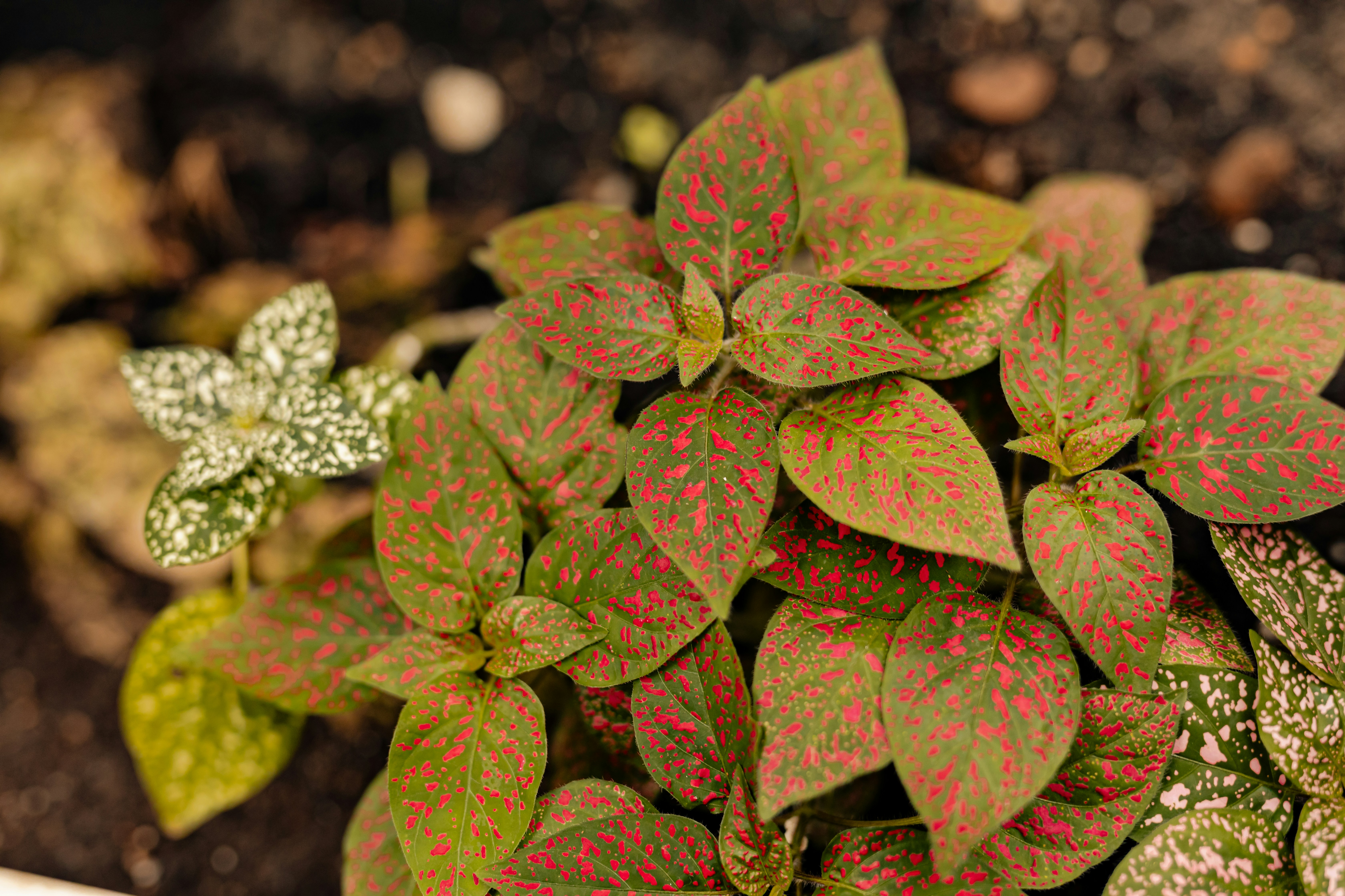 Colorful polka dot plant shows off its leaves.