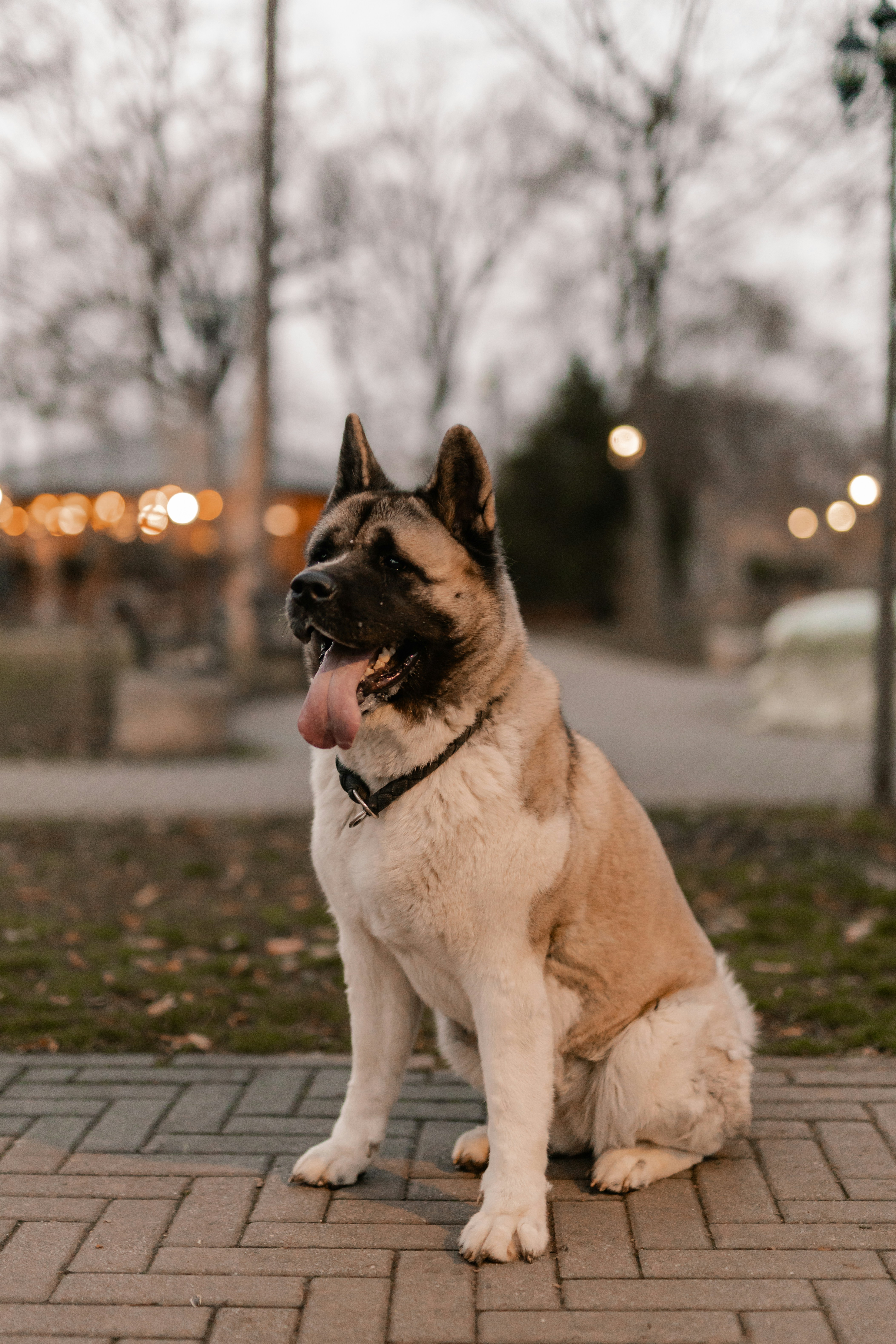 A beautiful akita dog poses gracefully outdoors.