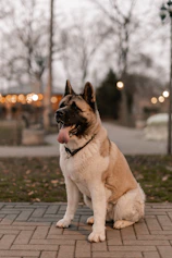 A beautiful akita dog poses gracefully outdoors.