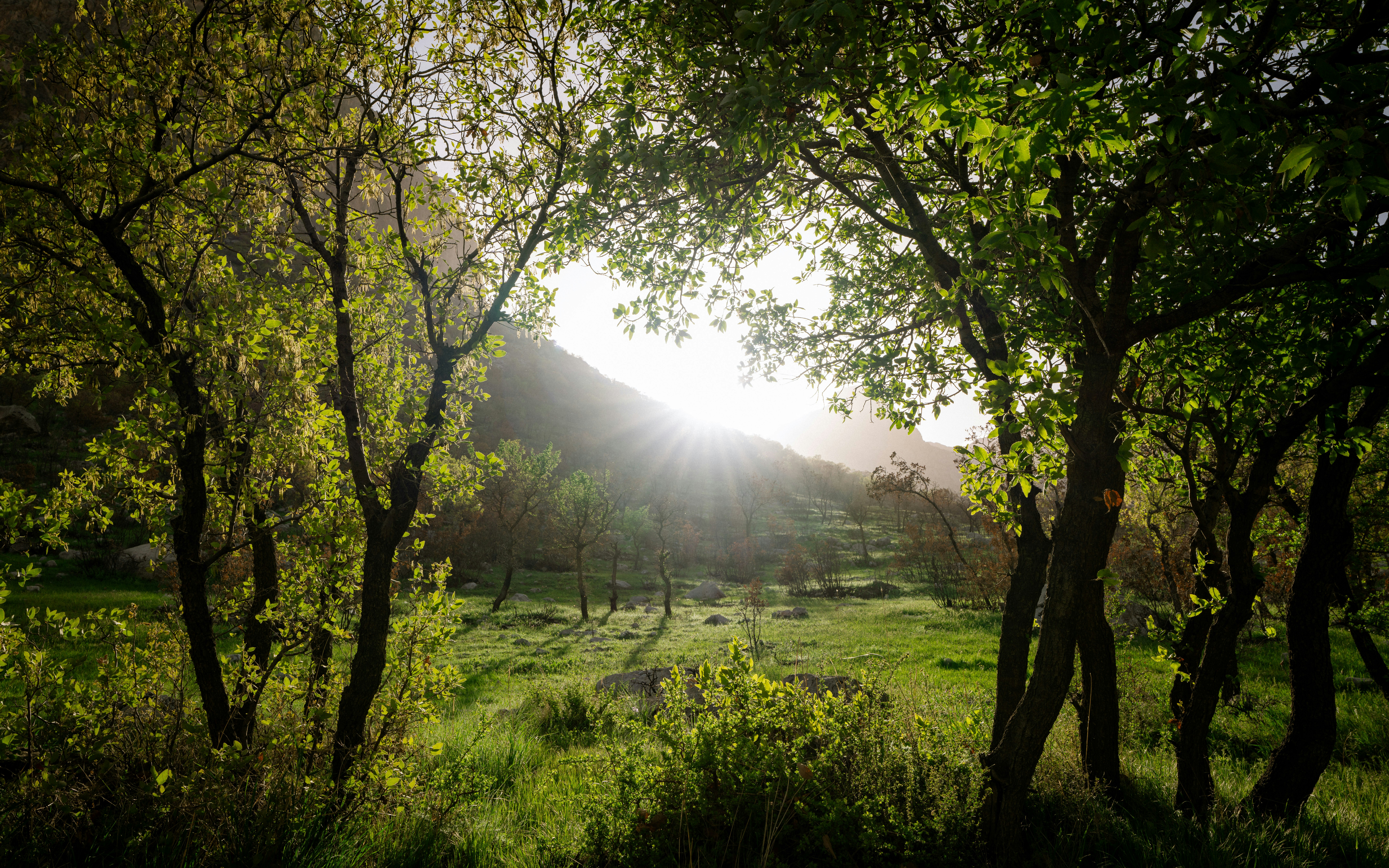 Photo by arianmontazeri