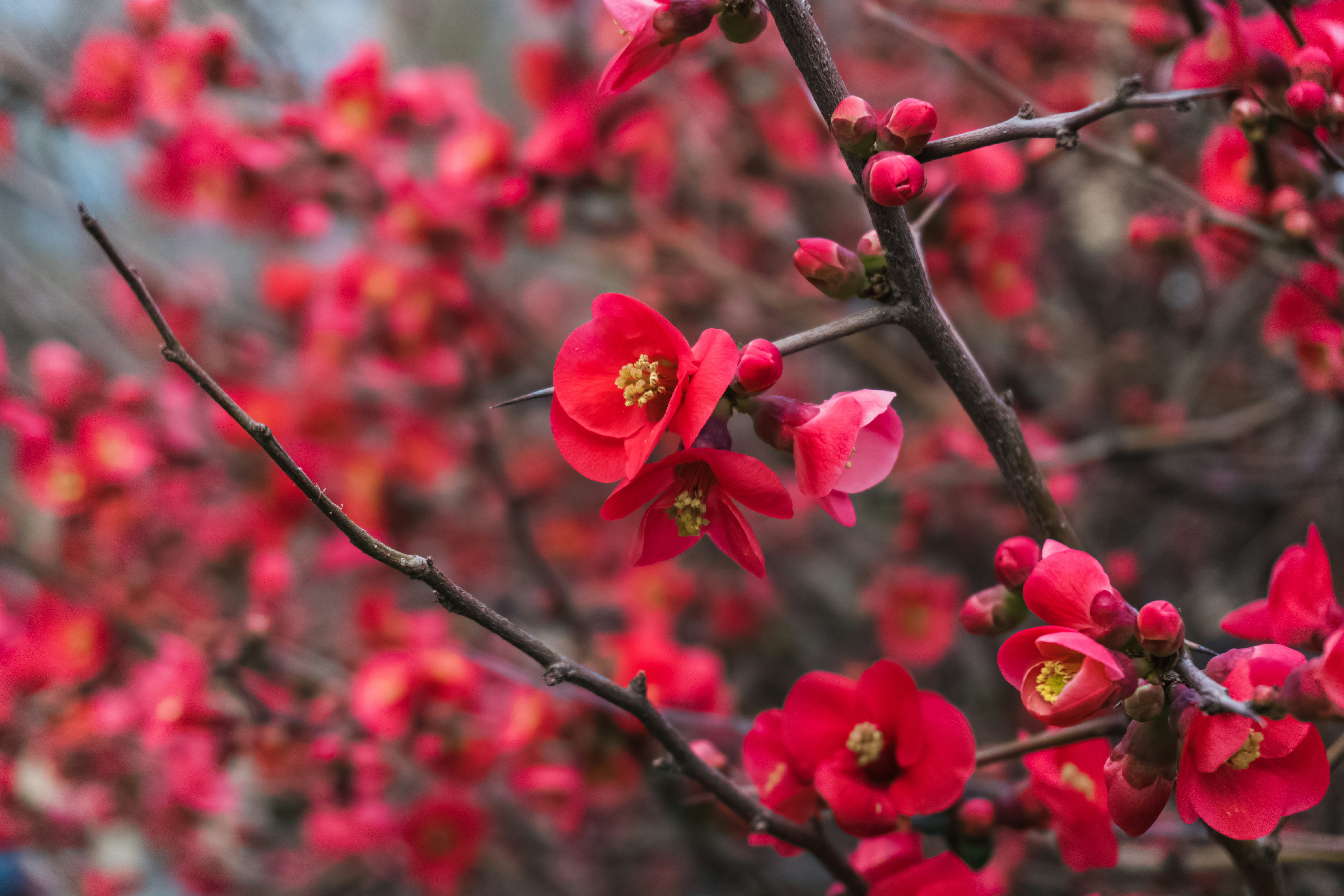 Red flowers bloom beautifully on bare branches.