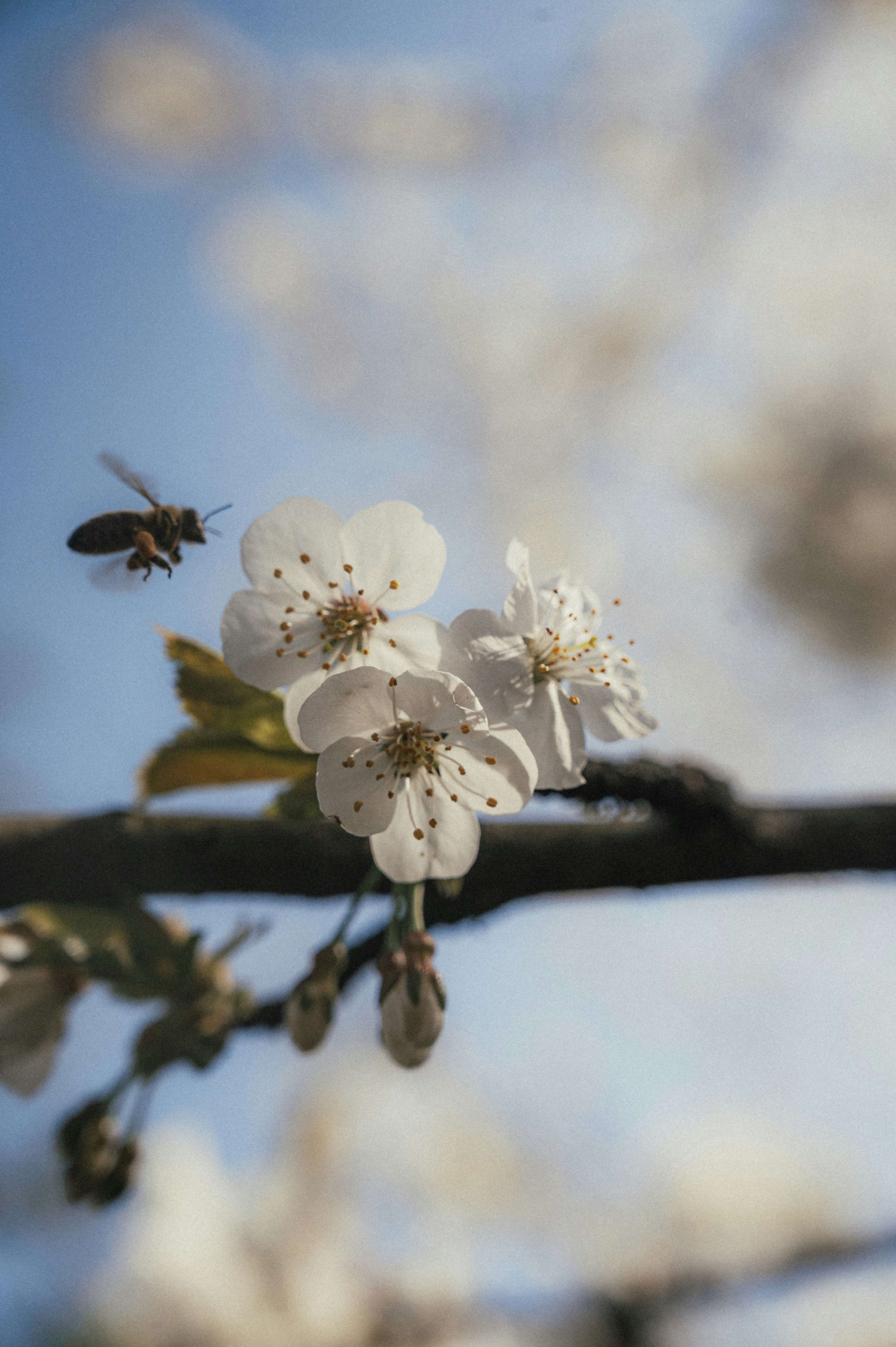 Photo by luca_severin