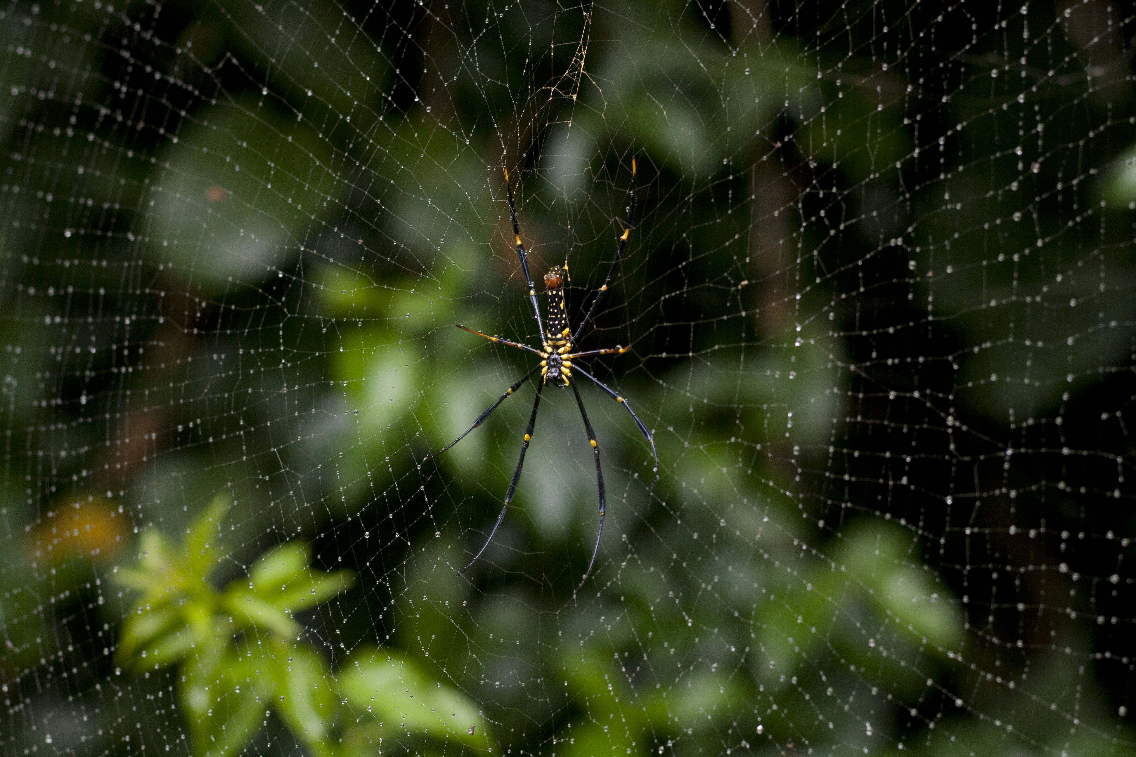 Photo by grouperwhopper