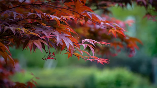 Tree Pruning and Care