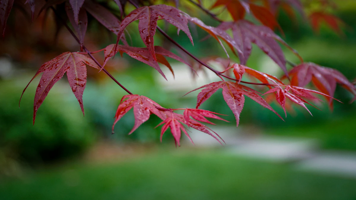 Red leaves of a Japanese maple
