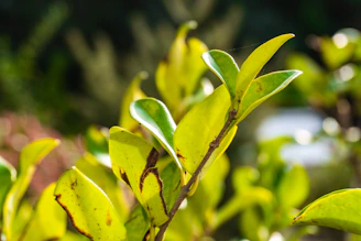 Green leaves on a branch in sunlight.