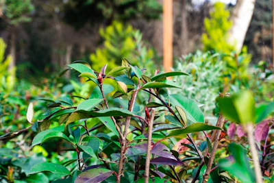 Green leaves and plants grow in a garden.