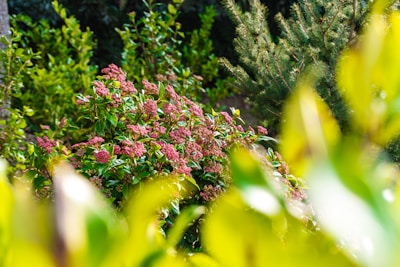 Blooming pink flowers amidst vibrant green foliage.