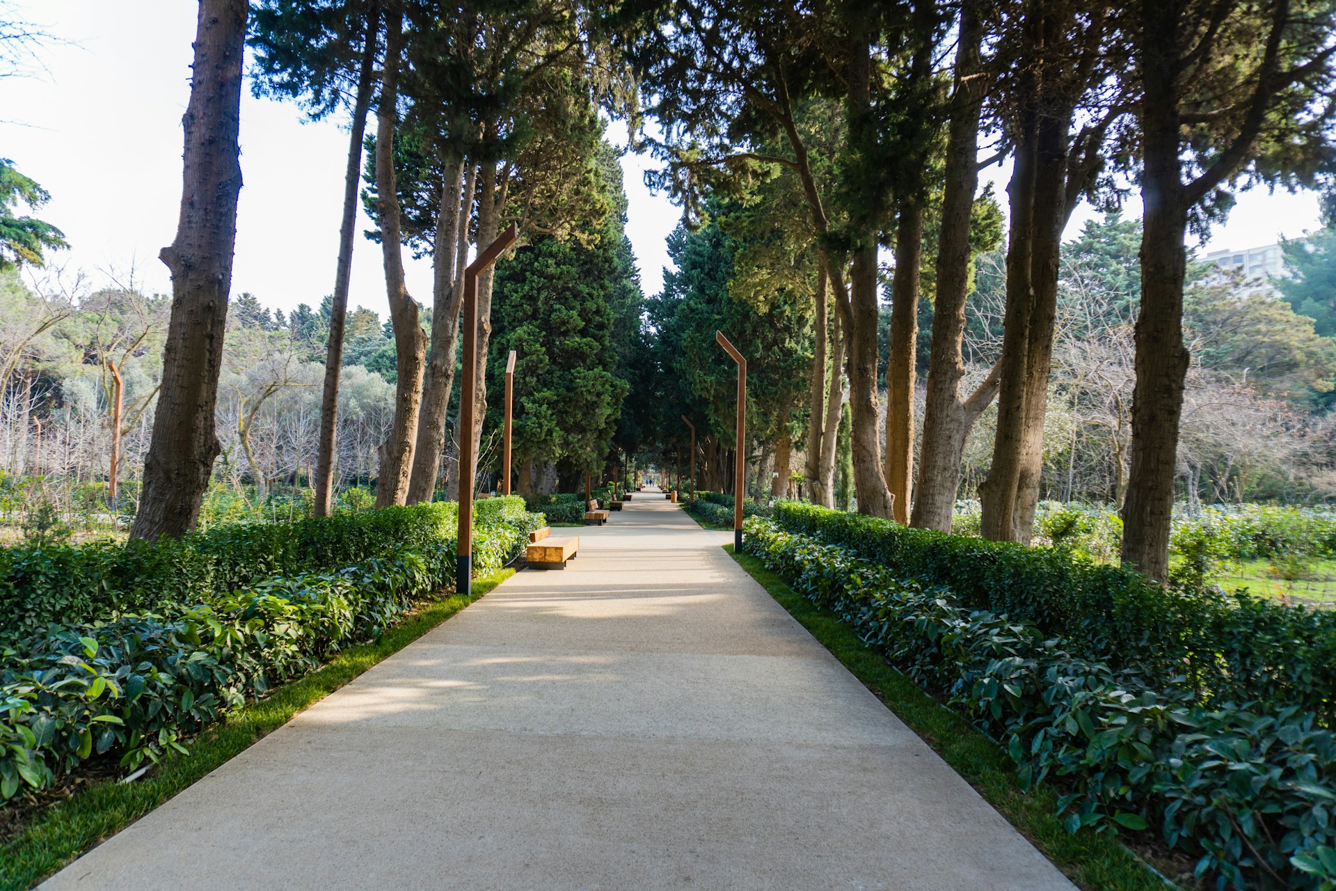 A tree-lined path stretches through the green park.