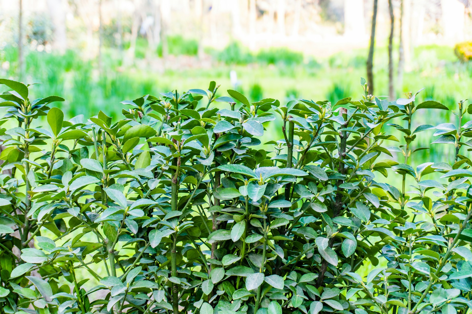 Green bushes stand in a beautiful, natural environment.