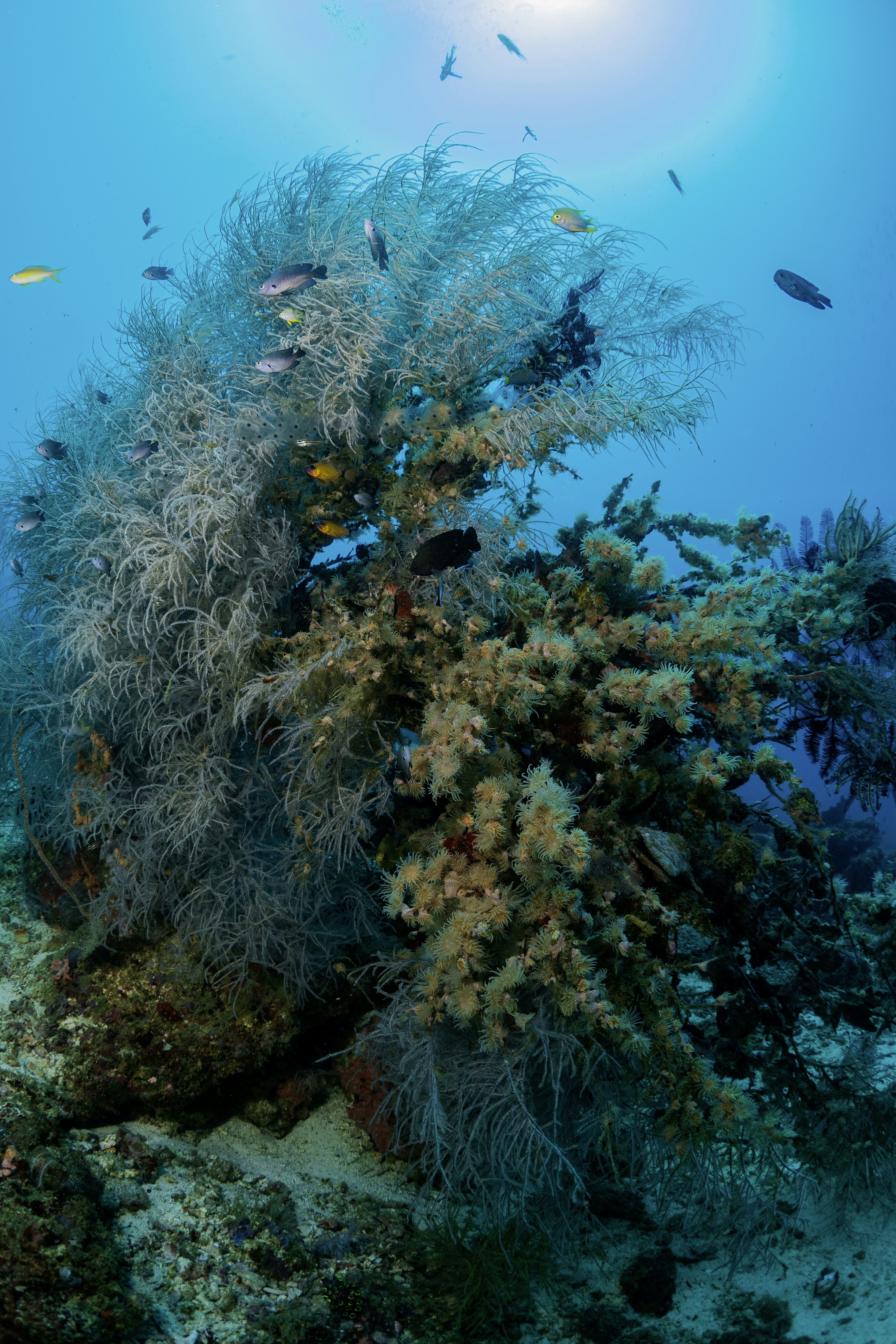 Los peces nadan alrededor de una formación de coral en el océano.
