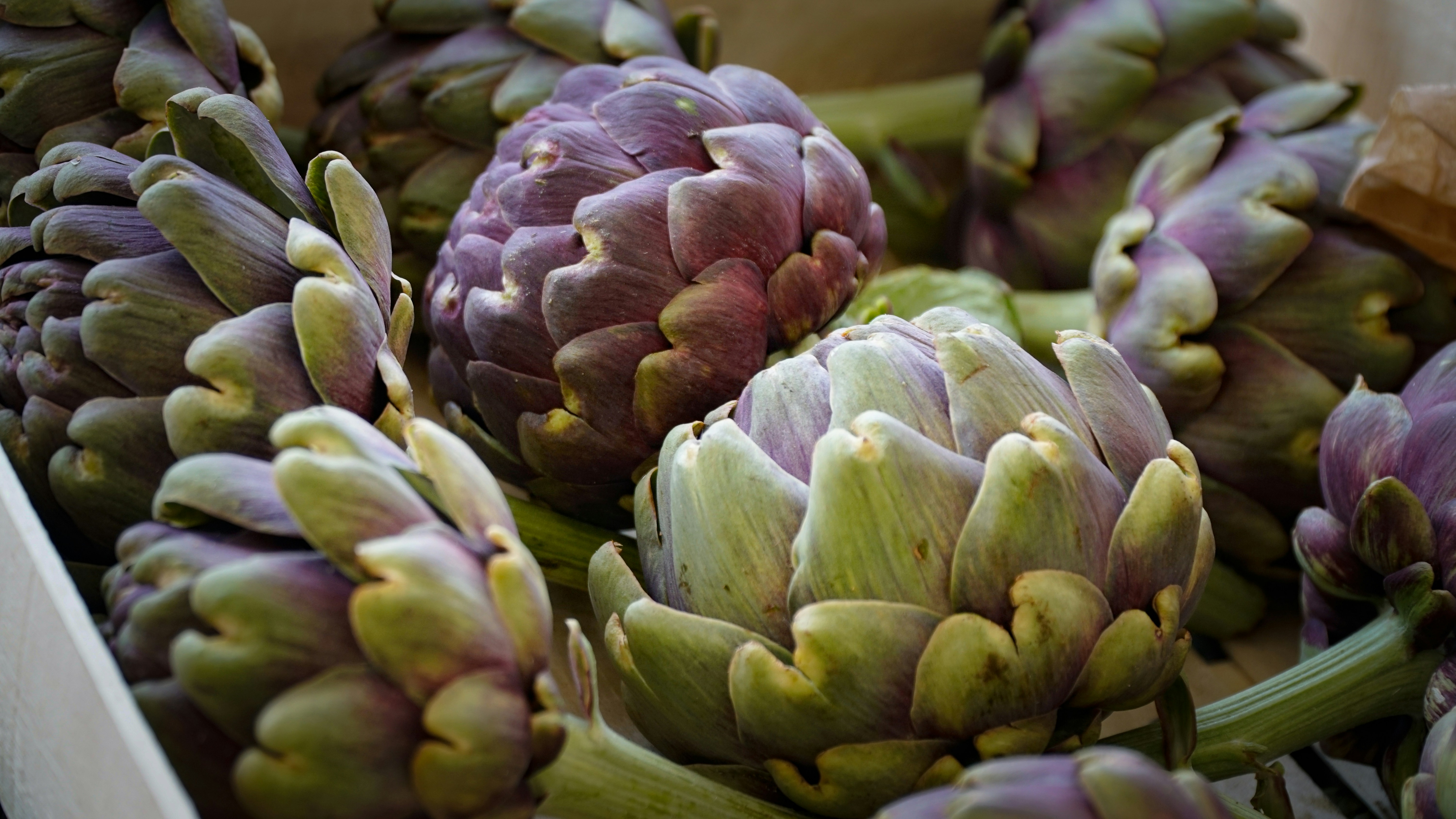 artichoke flower bud - flower bud