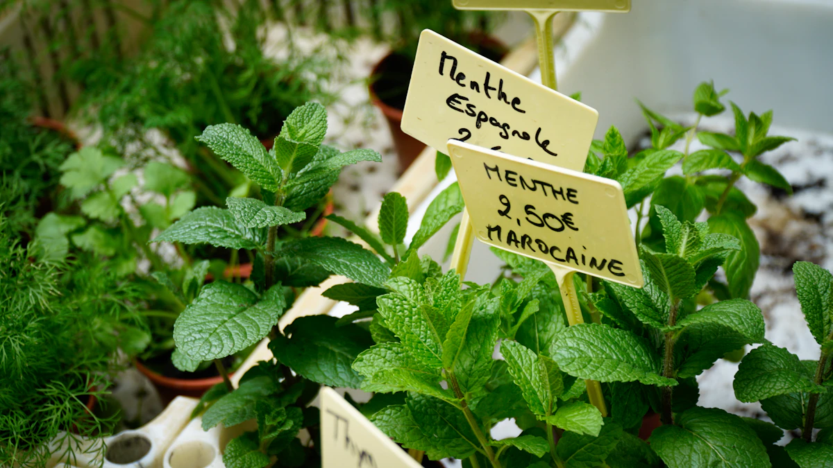 Fresh mint and herbs at a French market