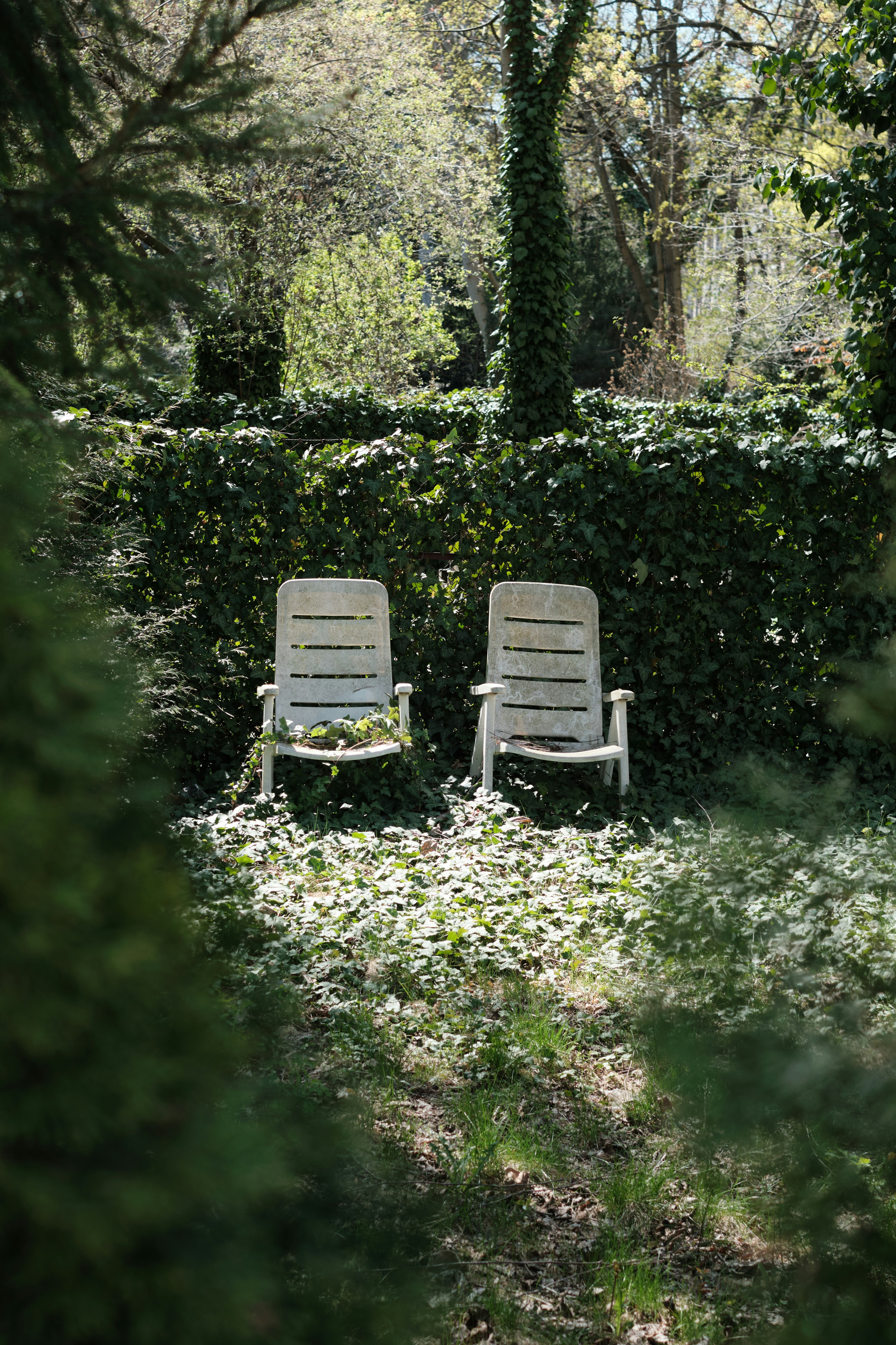 Two chairs sit in a sunny, green garden.