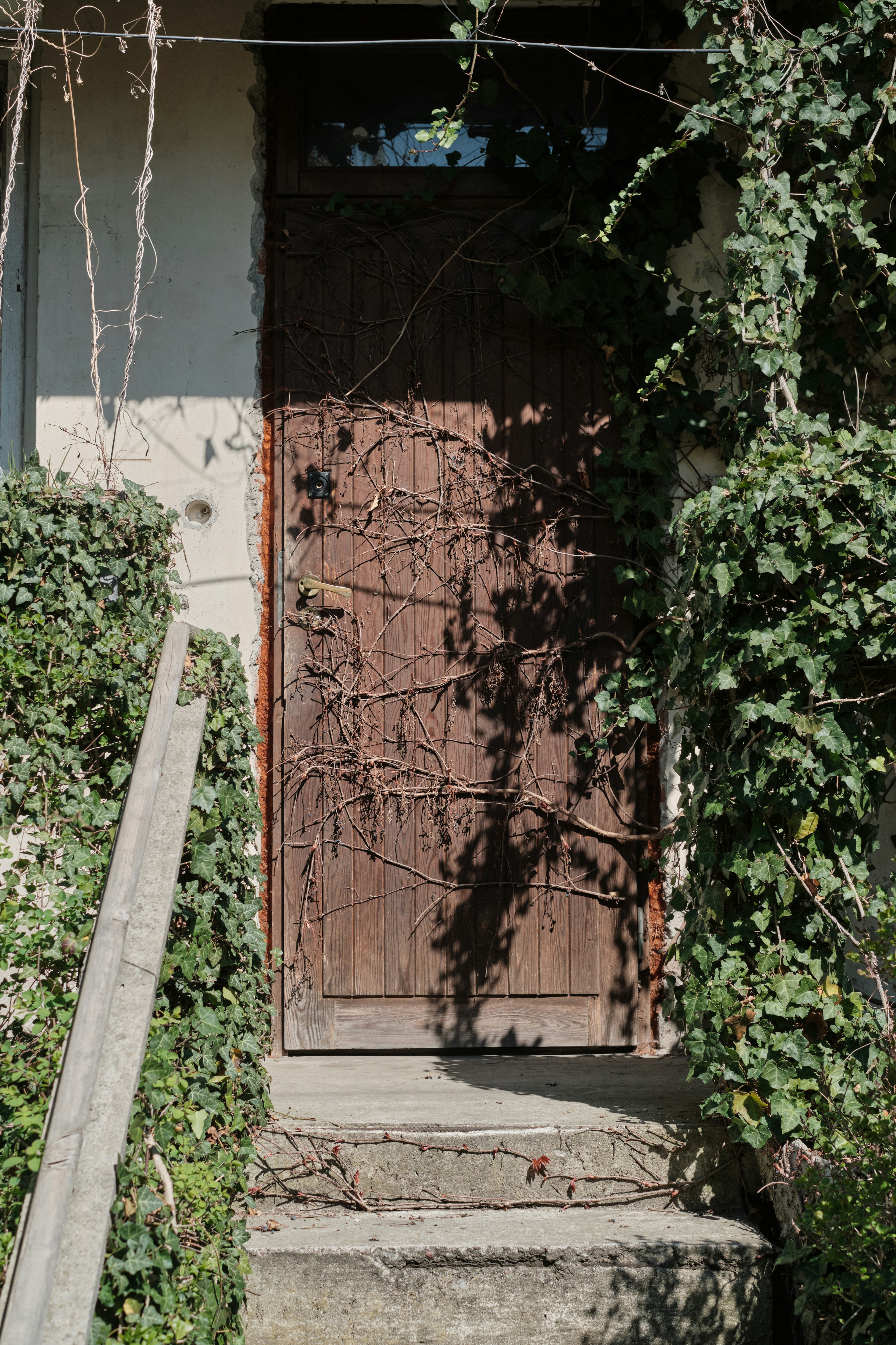 Ivy grows around an old wooden door.