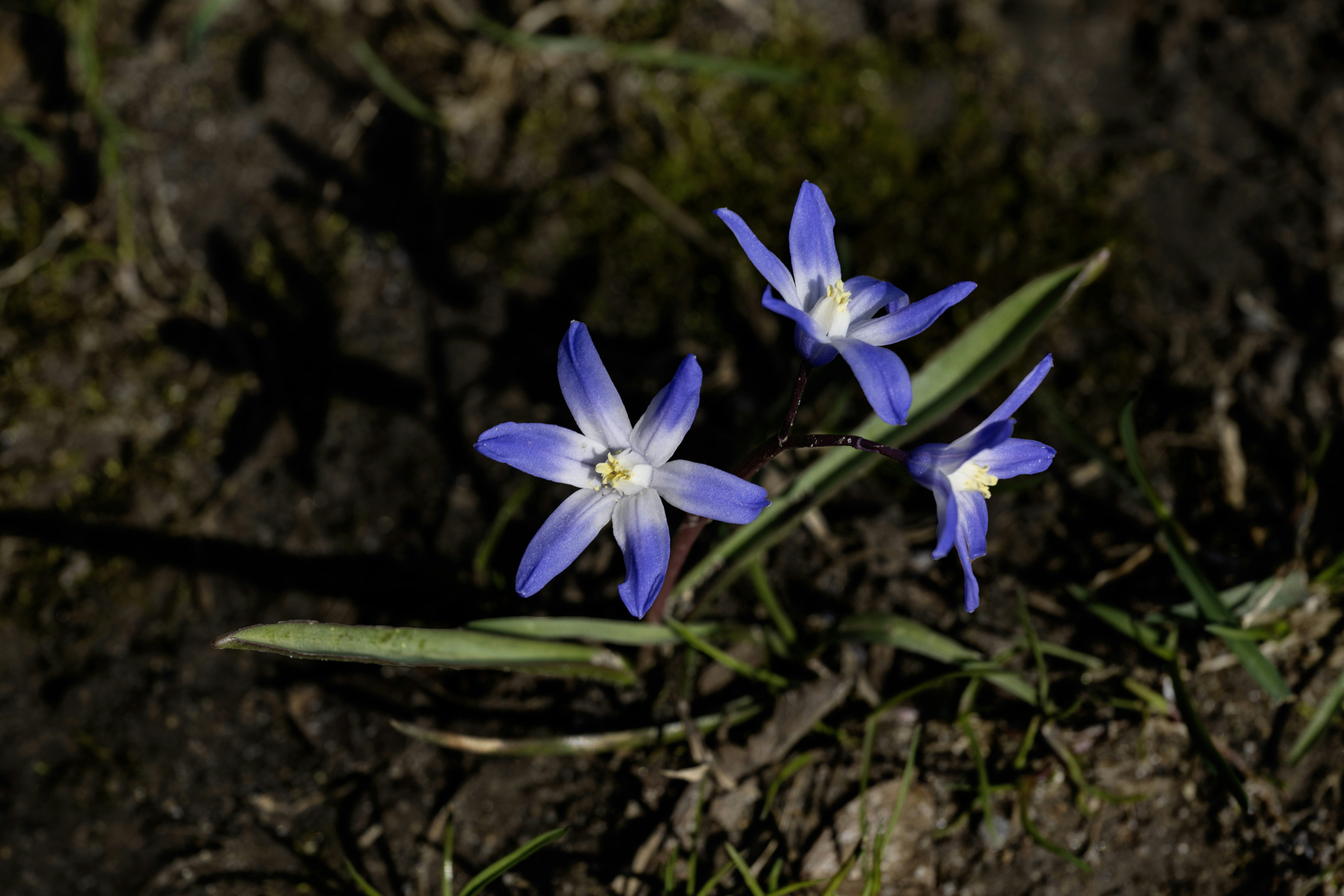 Blue flowers bloom in a garden., first flowers of spring.