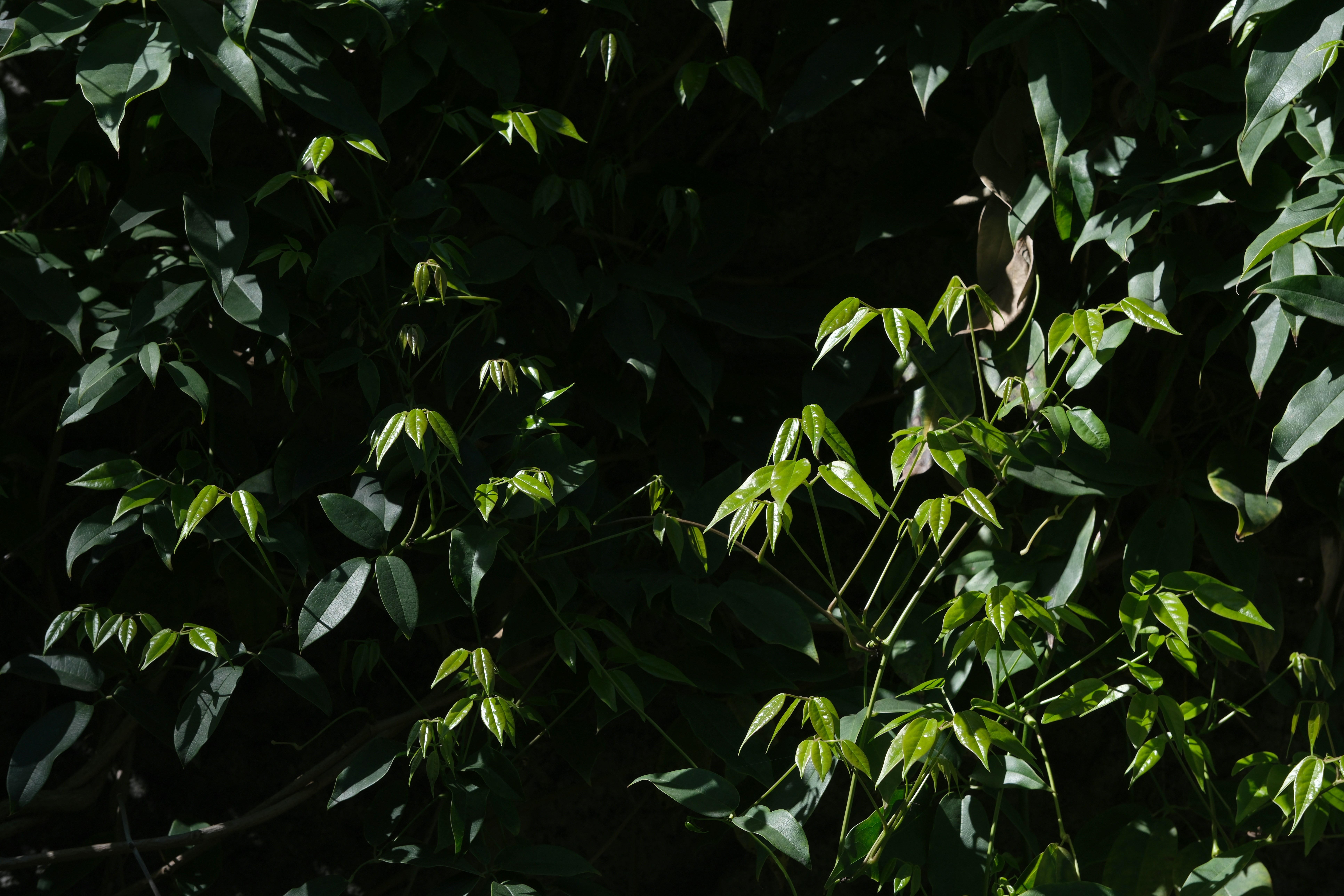 Photo by manuschwendener