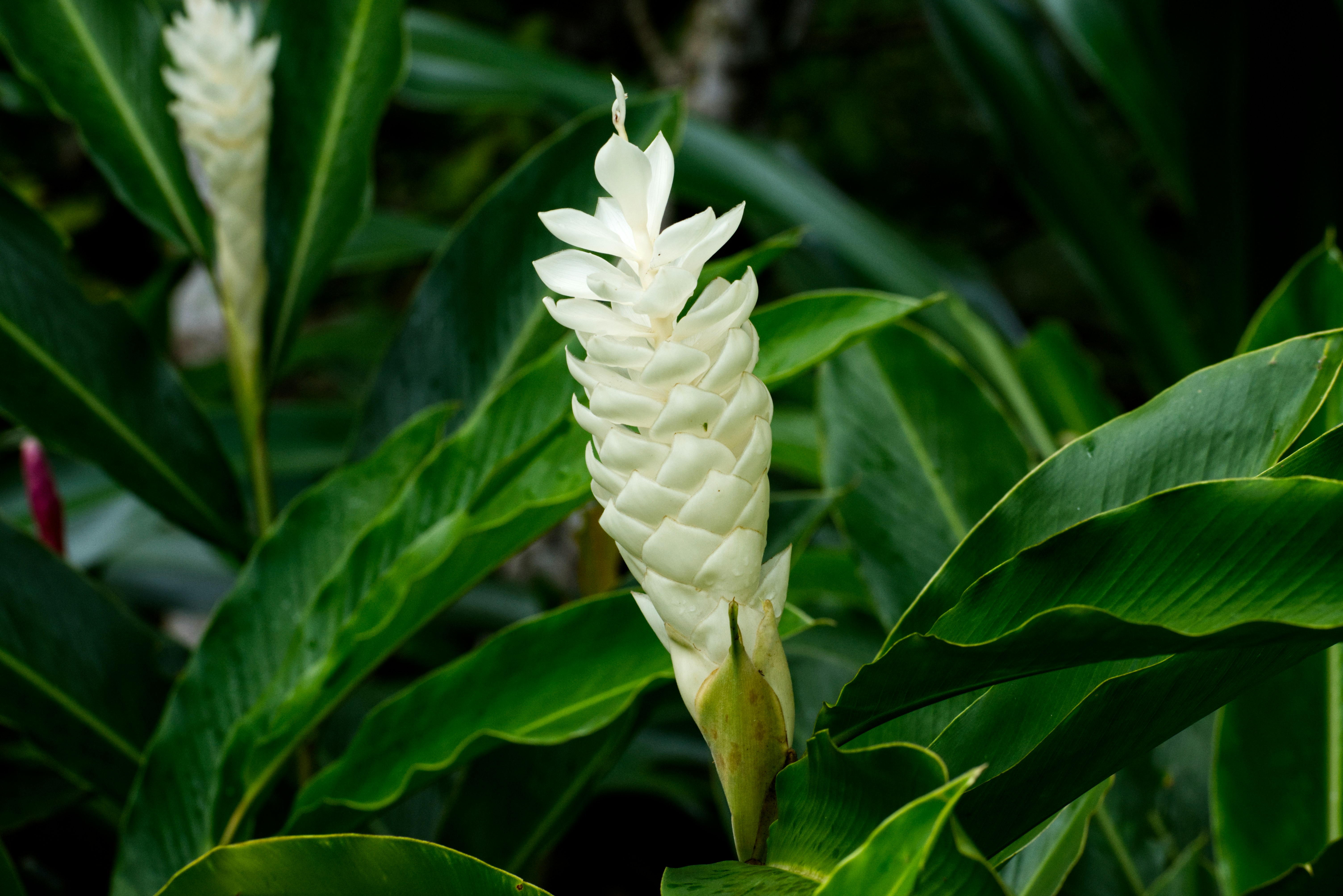 White ginger lilies bloom amidst lush green foliage.