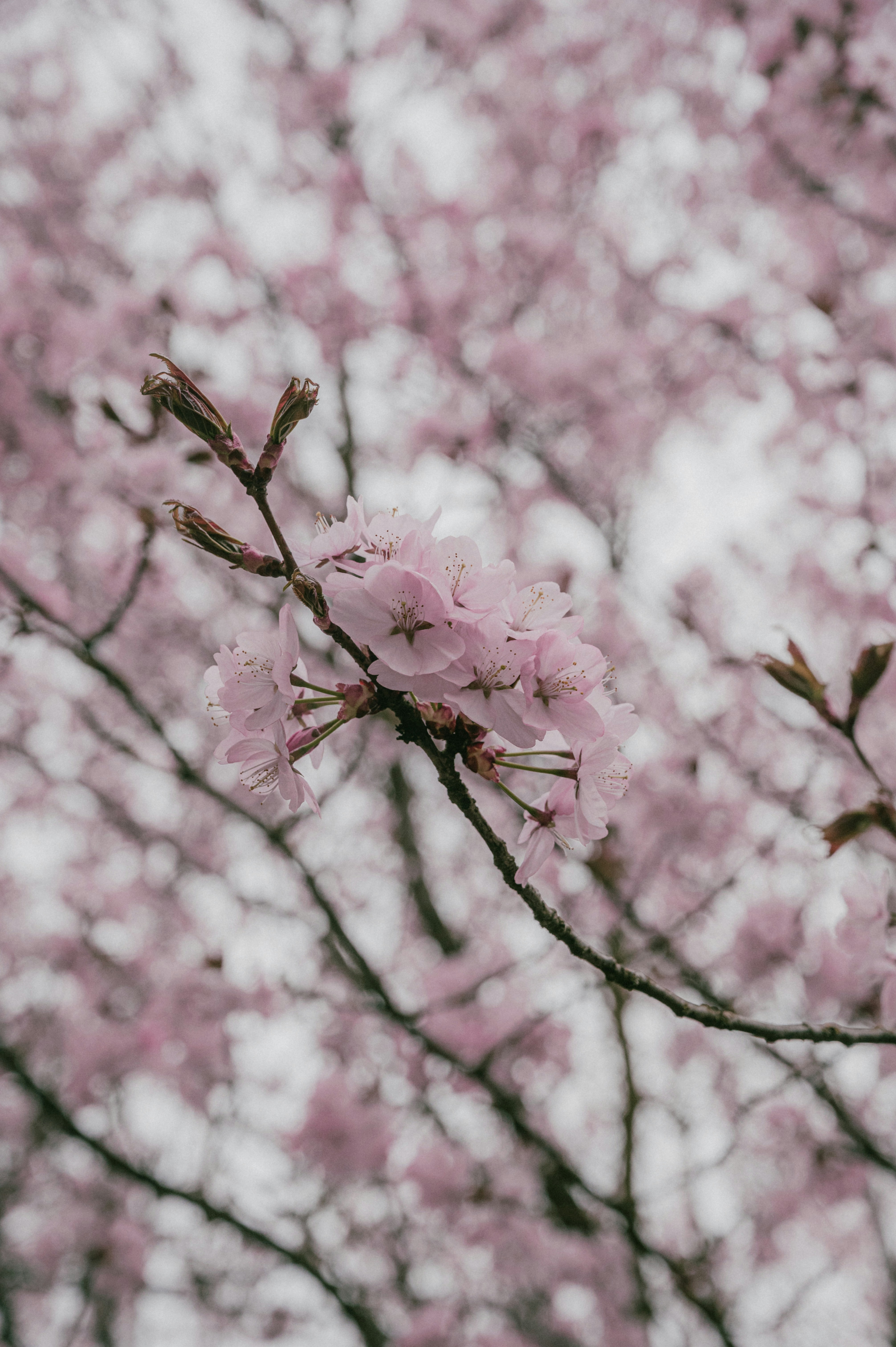 Photo by luca_severin