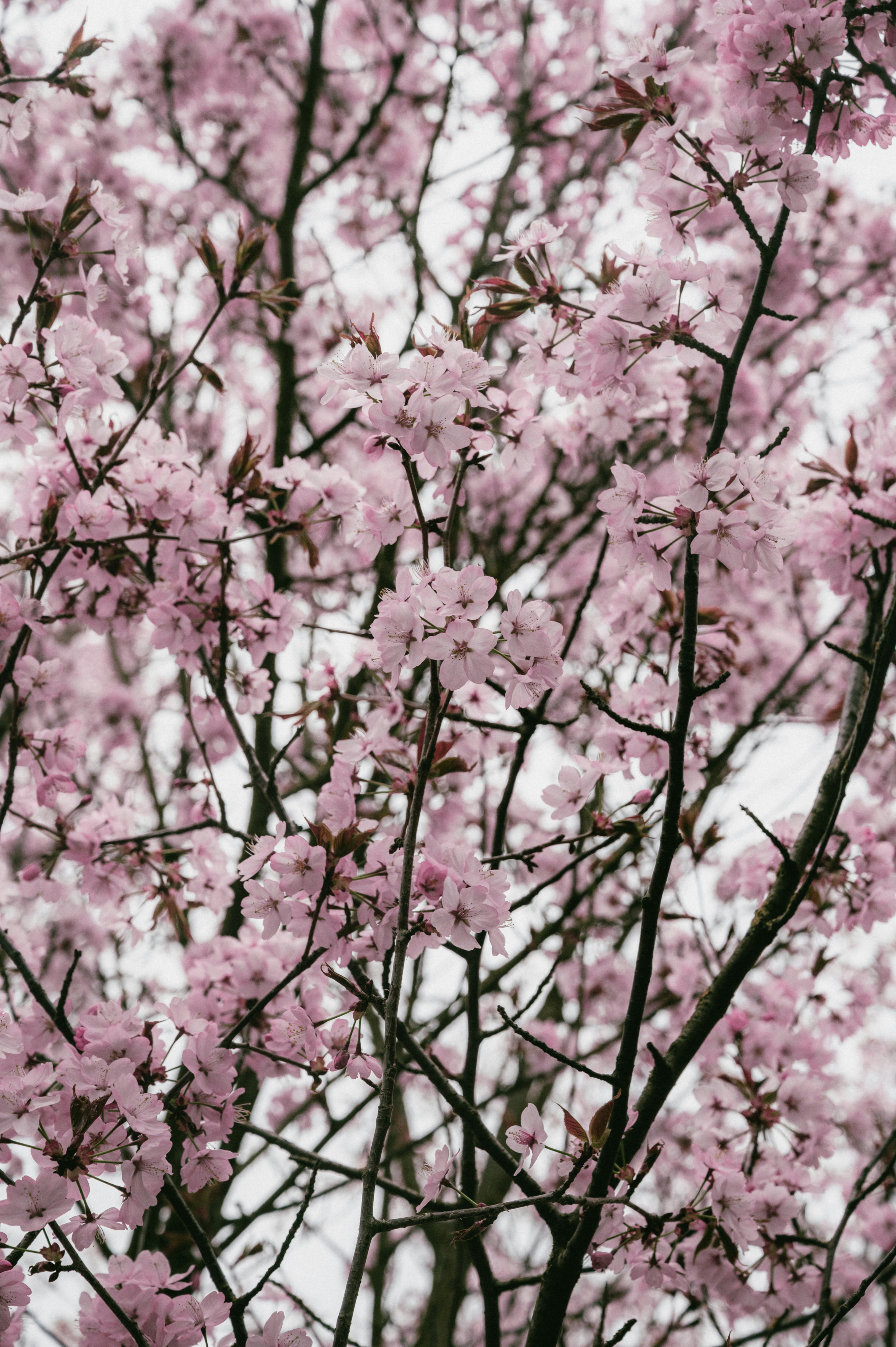 Photo by luca_severin