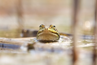 A frog peeks out of the water.
