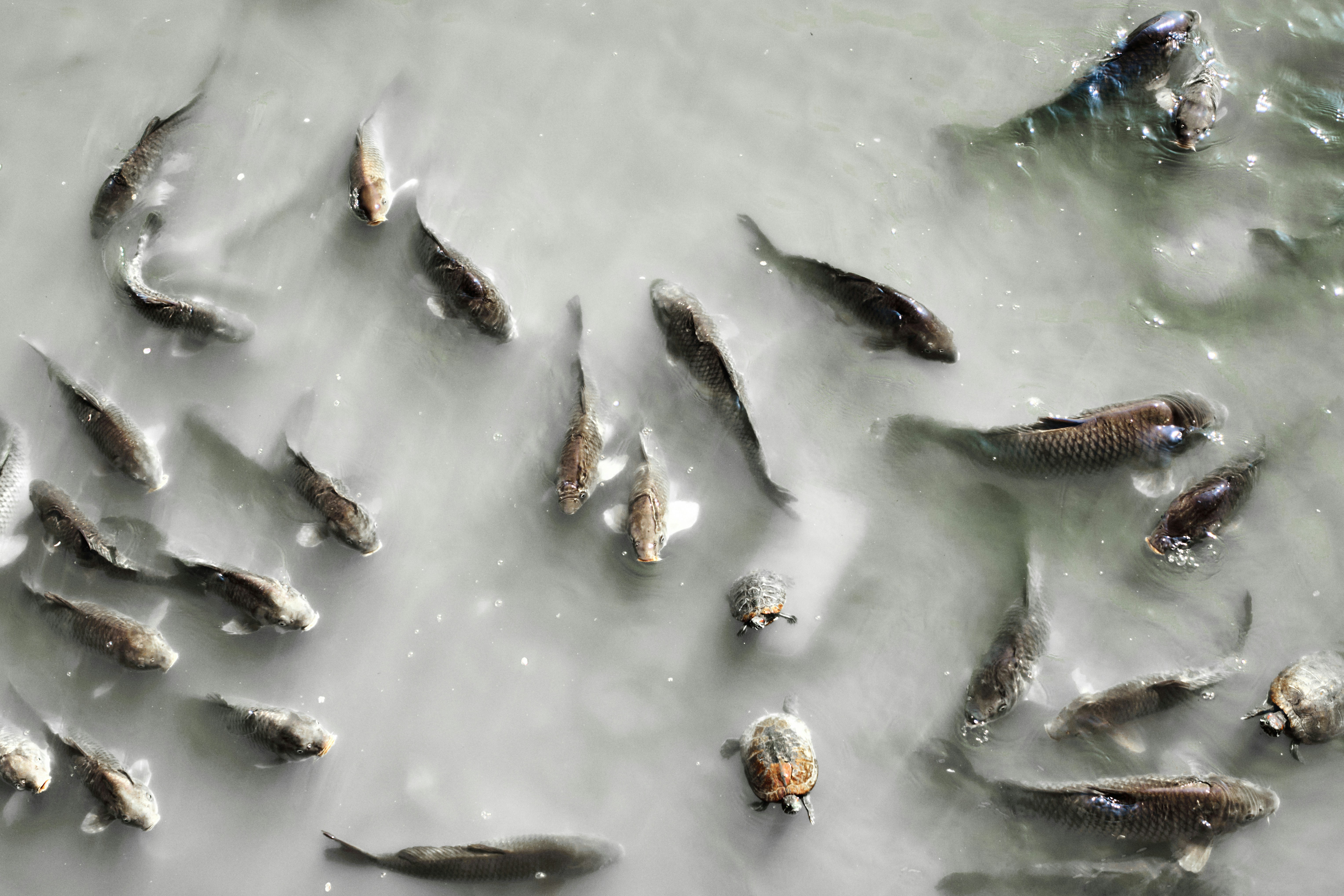 A school of fish swims in murky water.