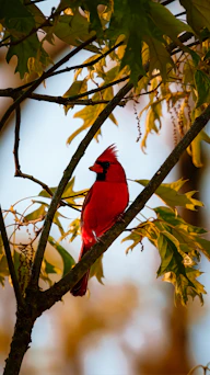 A red cardinal perches on a branch