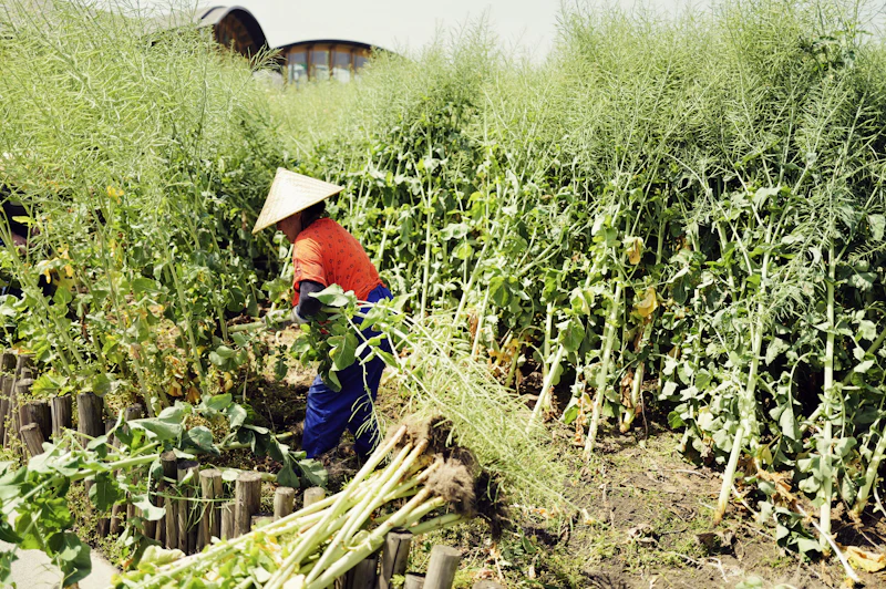 Petani madabumi sedang bekerja di ladang hijau