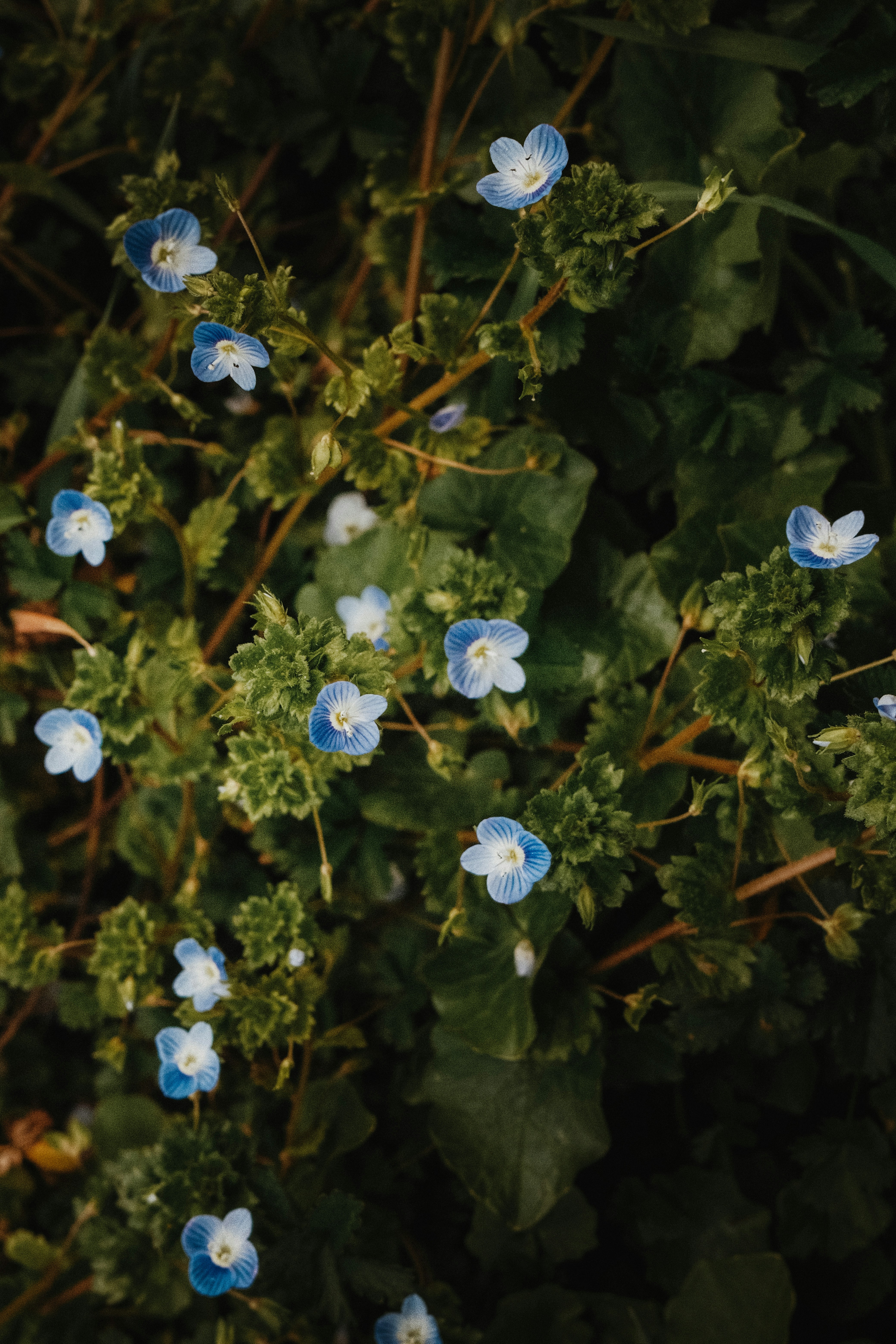 Des fleurs bleues s’épanouissent parmi des feuillages verts.