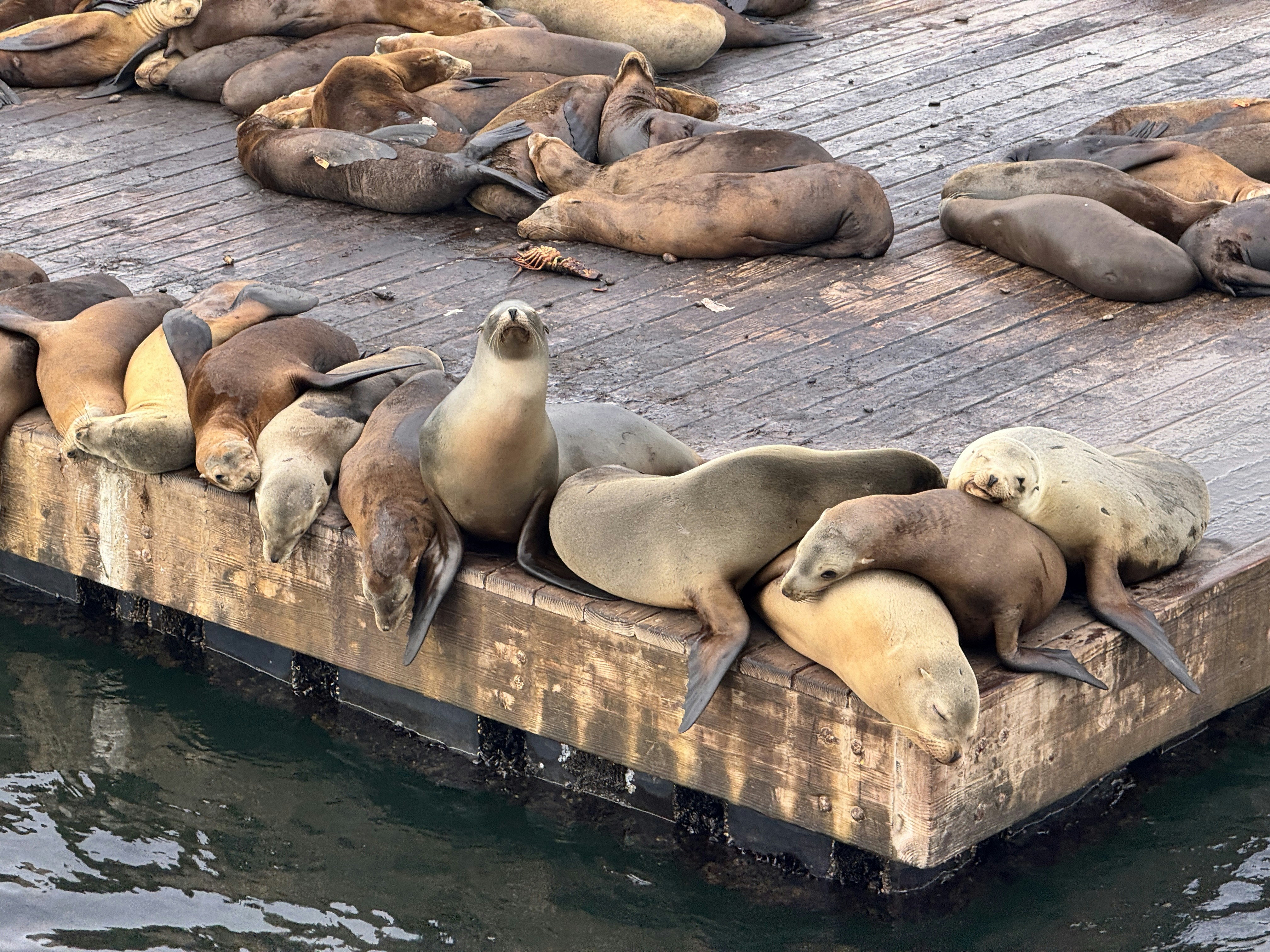 Sea lions are resting on a wooden dock.