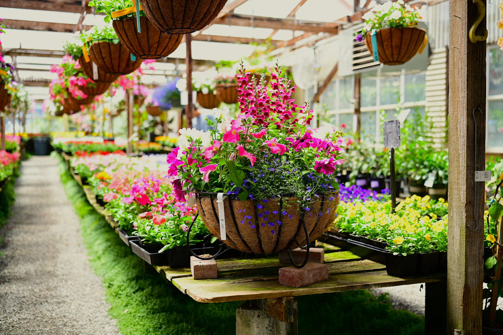 园艺与花卉温室场景