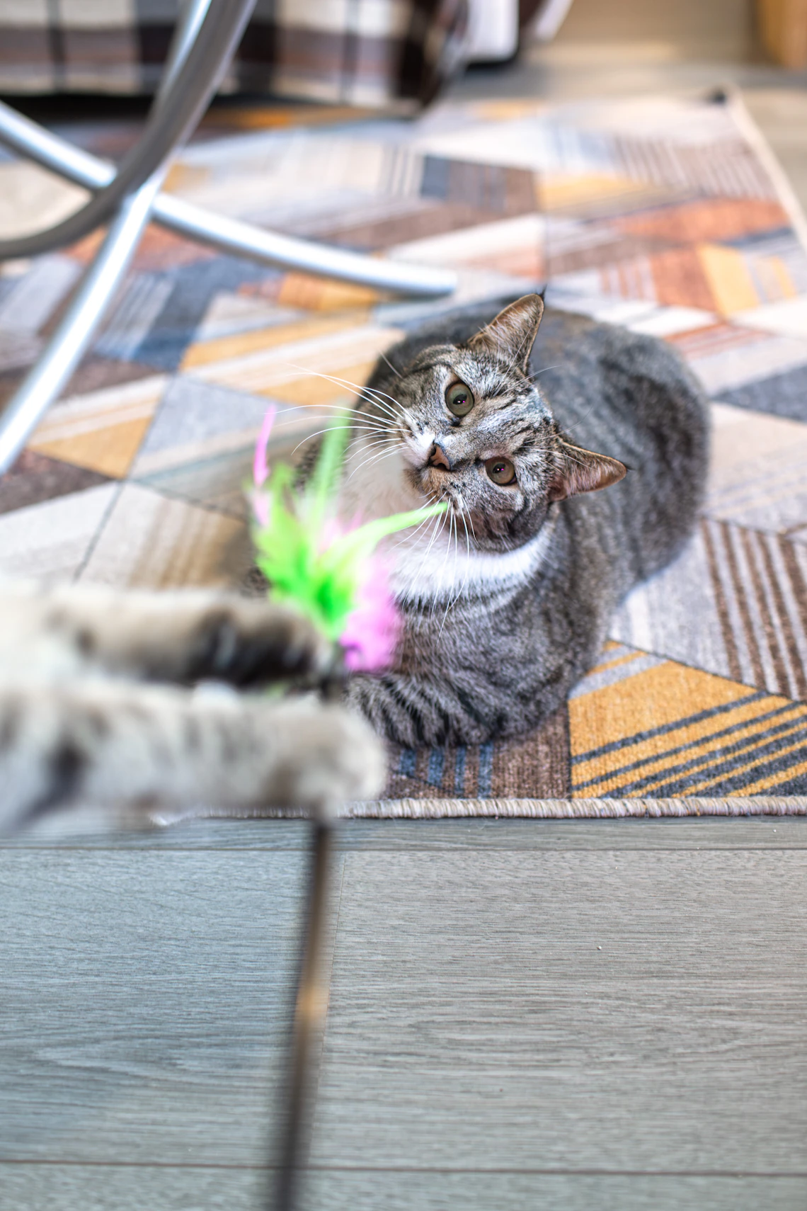 Real tabby cat playing with an interactive feather toy at home