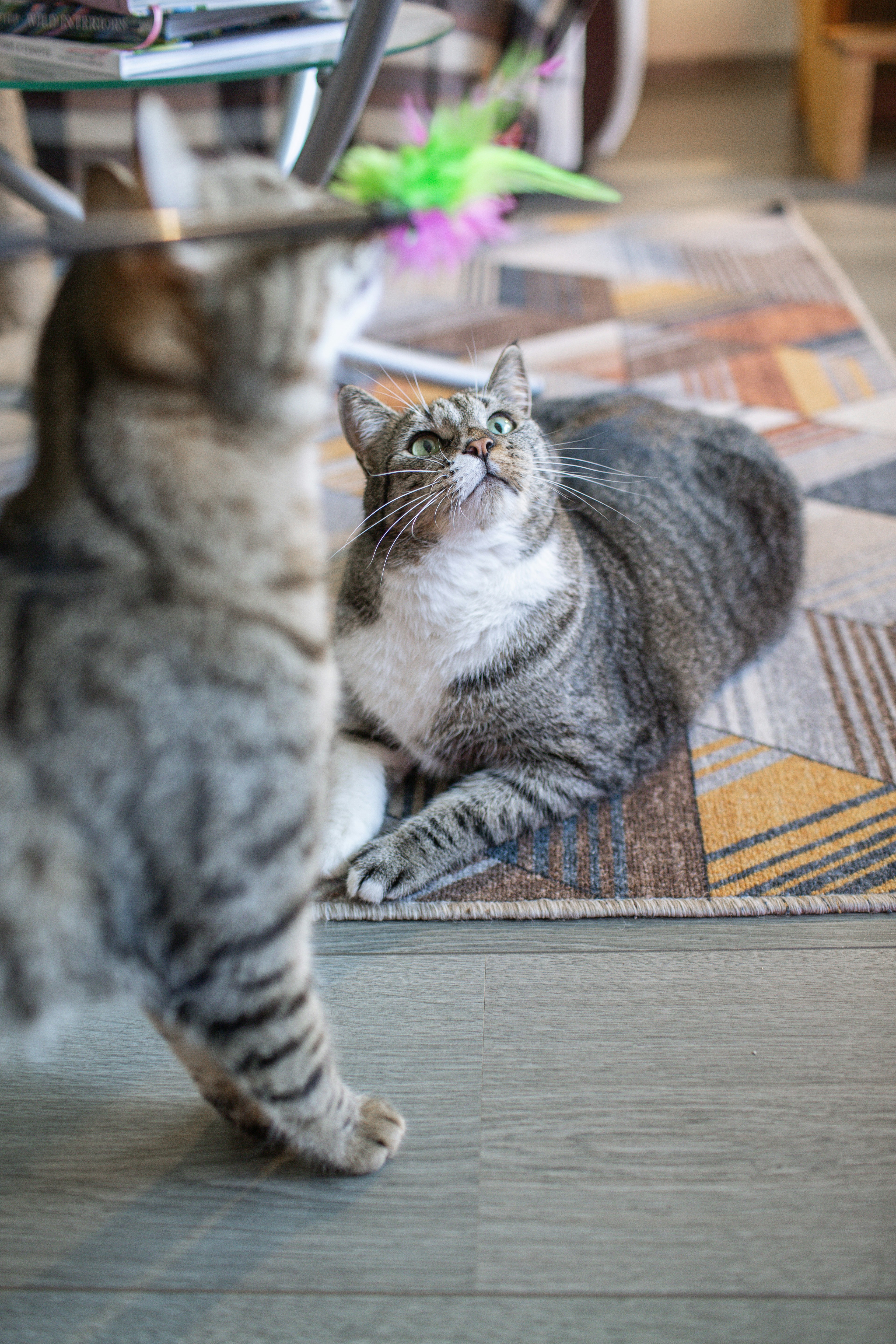 The Shared Language of Meows (image credits: unsplash)