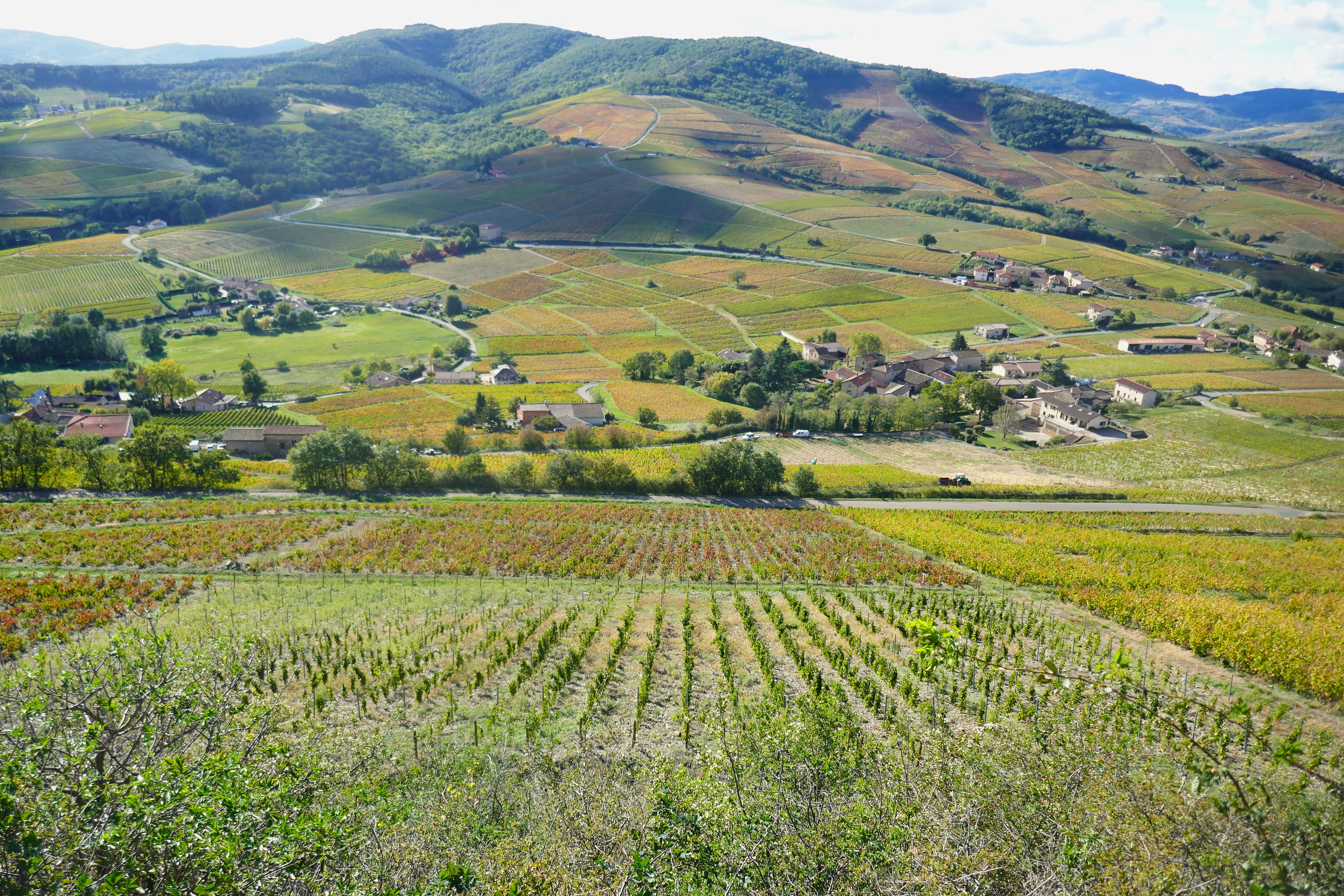 Beaujolais vineyard half-day wine tour from Lyon