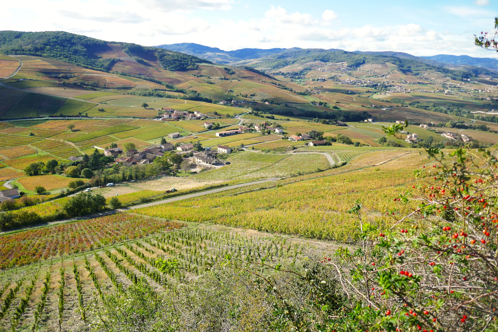 Côtes du Rhône