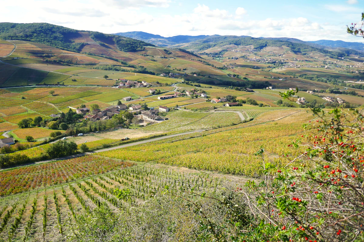 Beaujolais