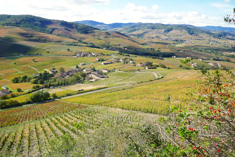 Vast hilly vineyard landscape in France