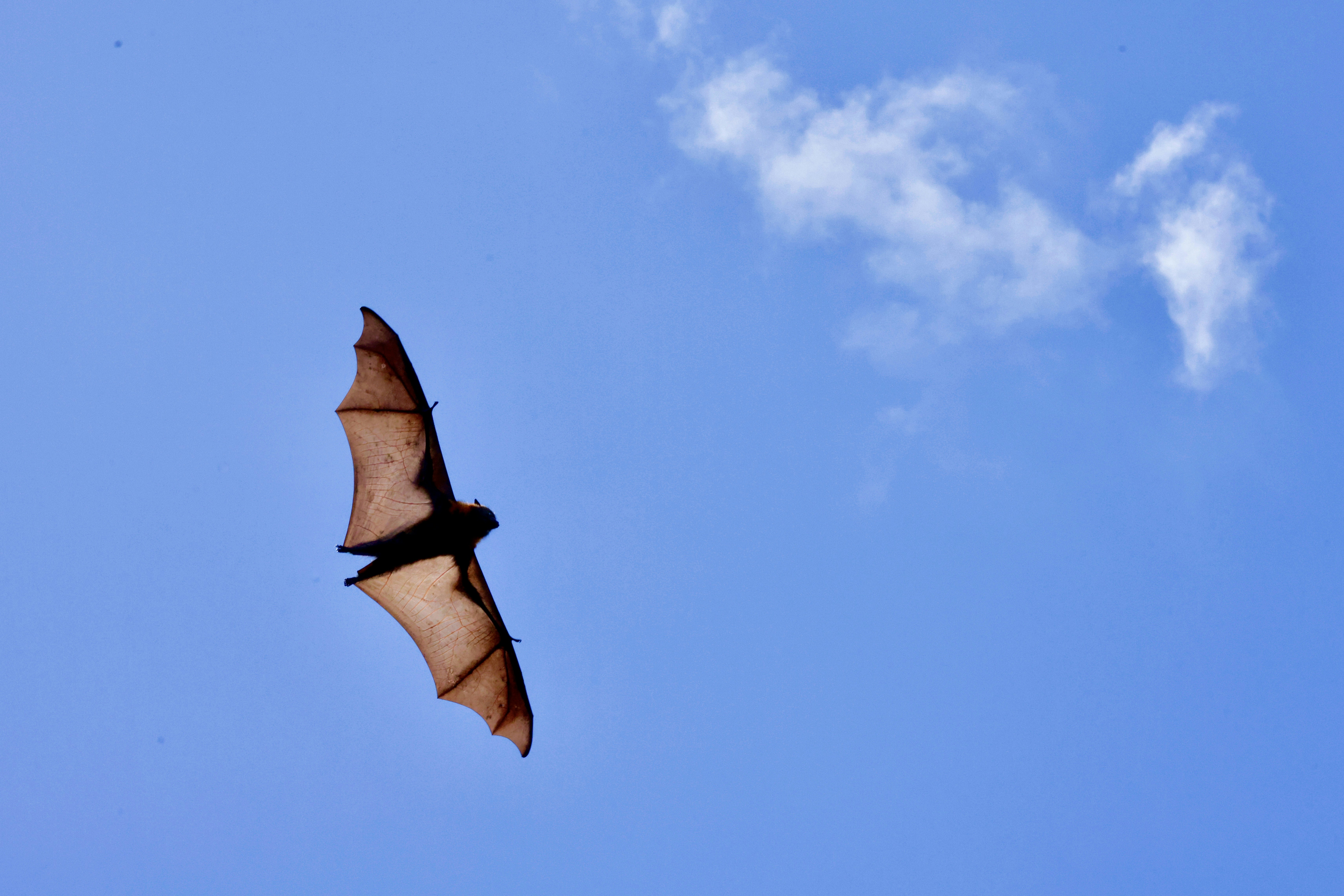 Wing Mechanics That Defy Engineering Logic (image credits: unsplash)