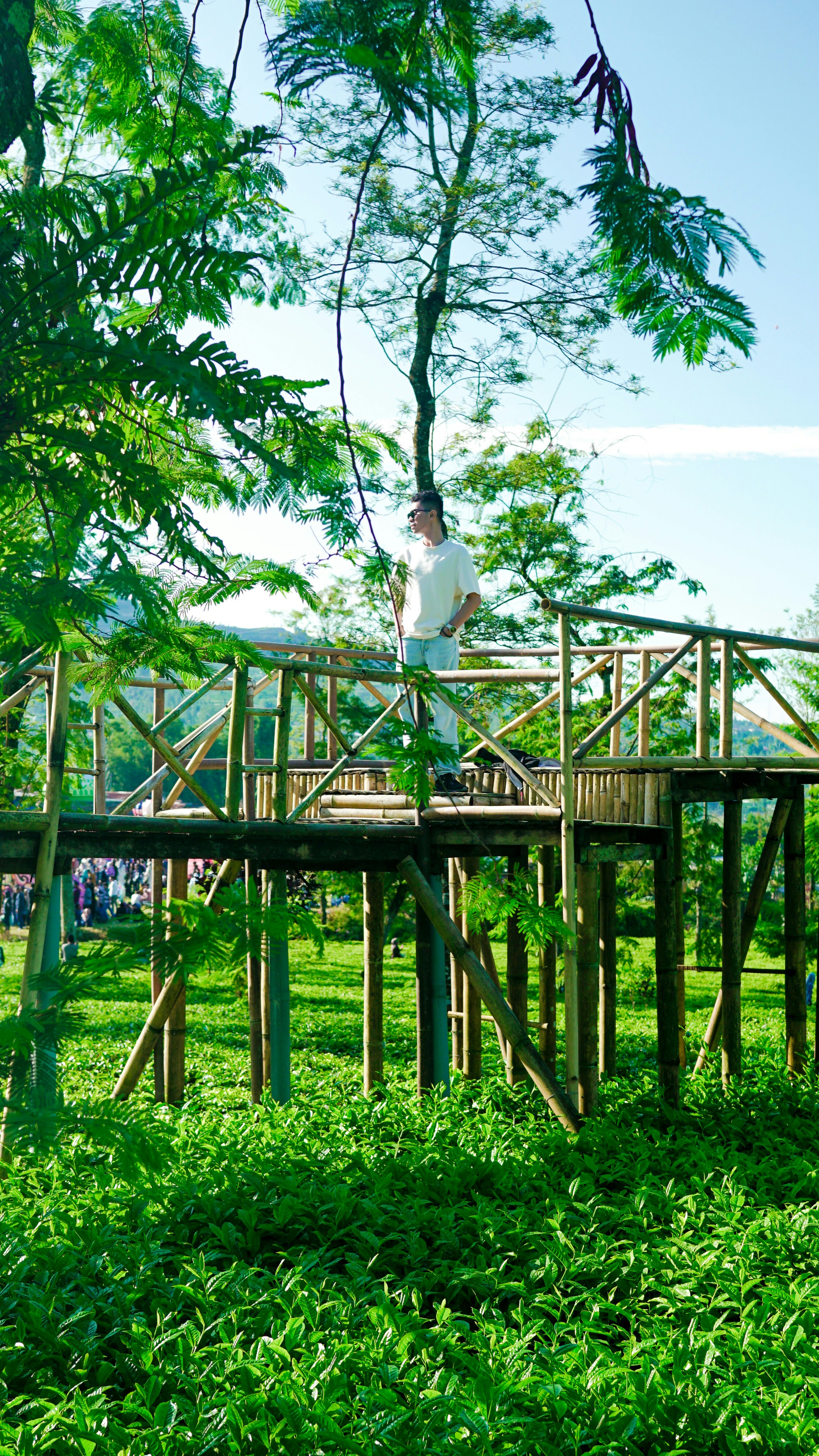 A person stands on a wooden deck surrounded by trees.