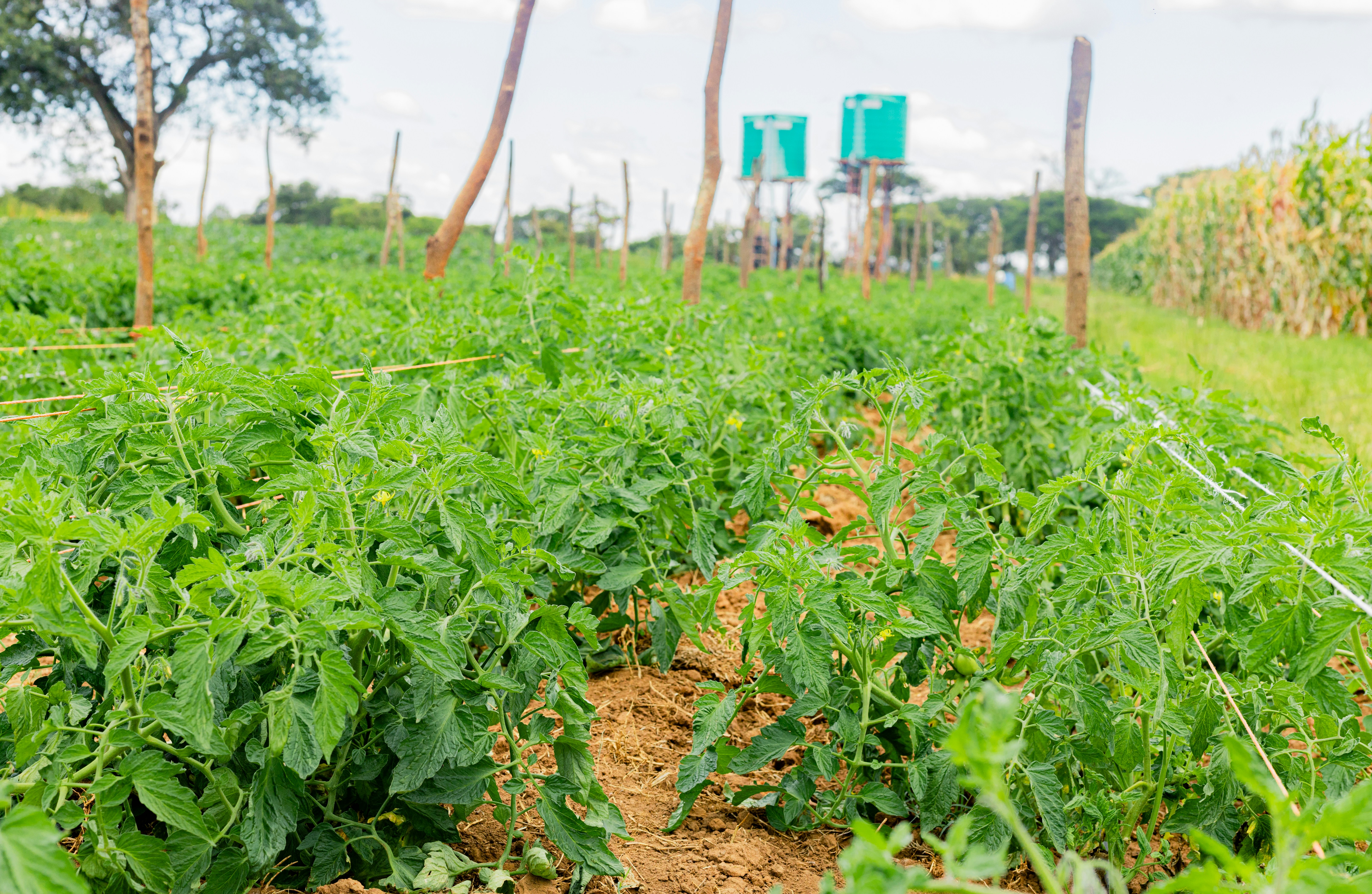 Zimbabwe Agri