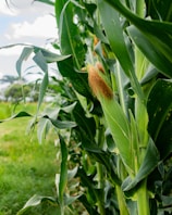 Corn stalk with developing ear of corn.