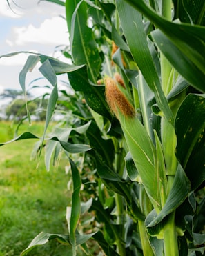 Corn stalk with developing ear of corn.