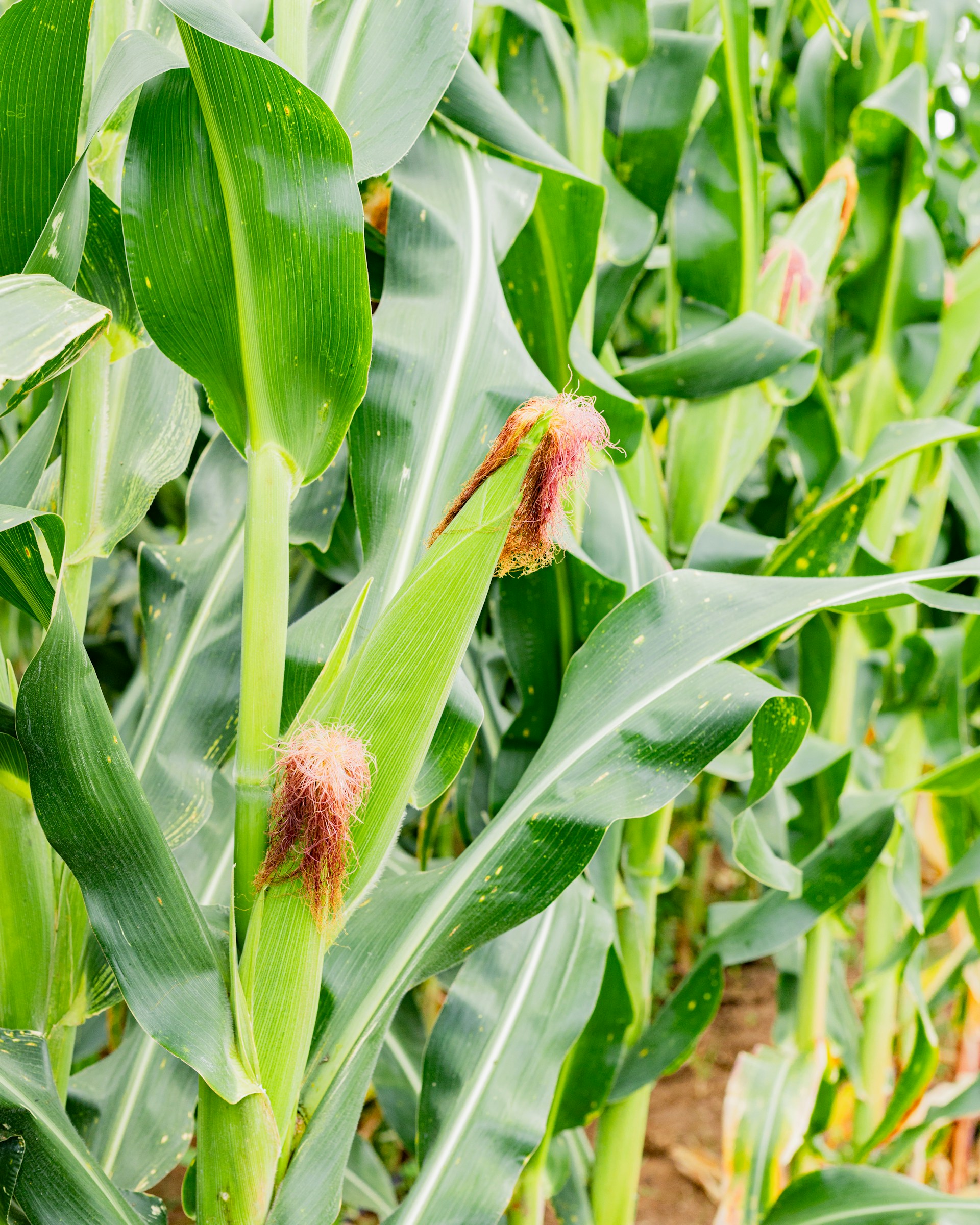 Corn stalks with ears are shown in the field.