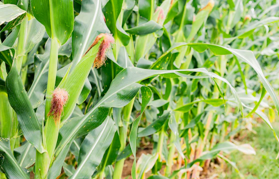 Corn stalks grow tall in a vibrant field.