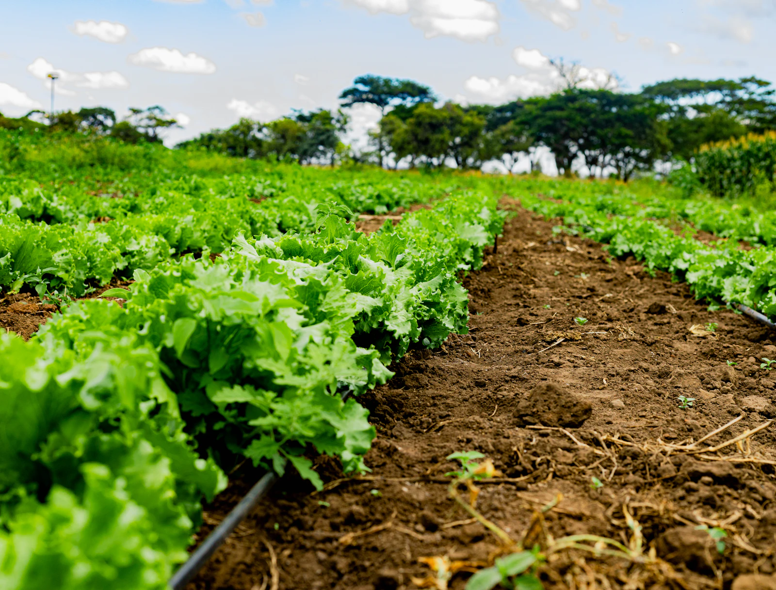 Rows of healthy leafy lettuce growing on an organic African market-garden farm