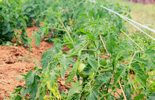 Tomato plants in a farm