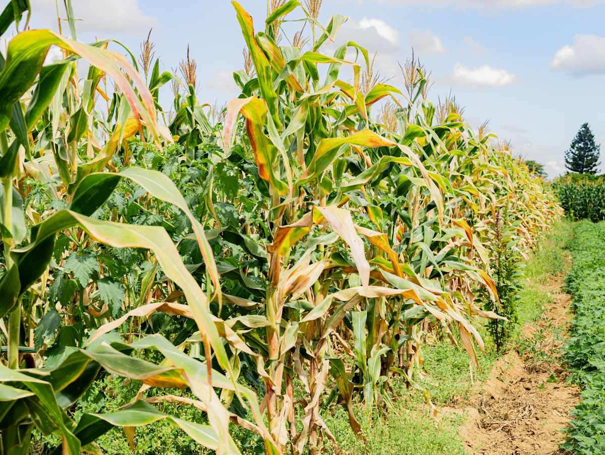 Smallholder farmer in African field
