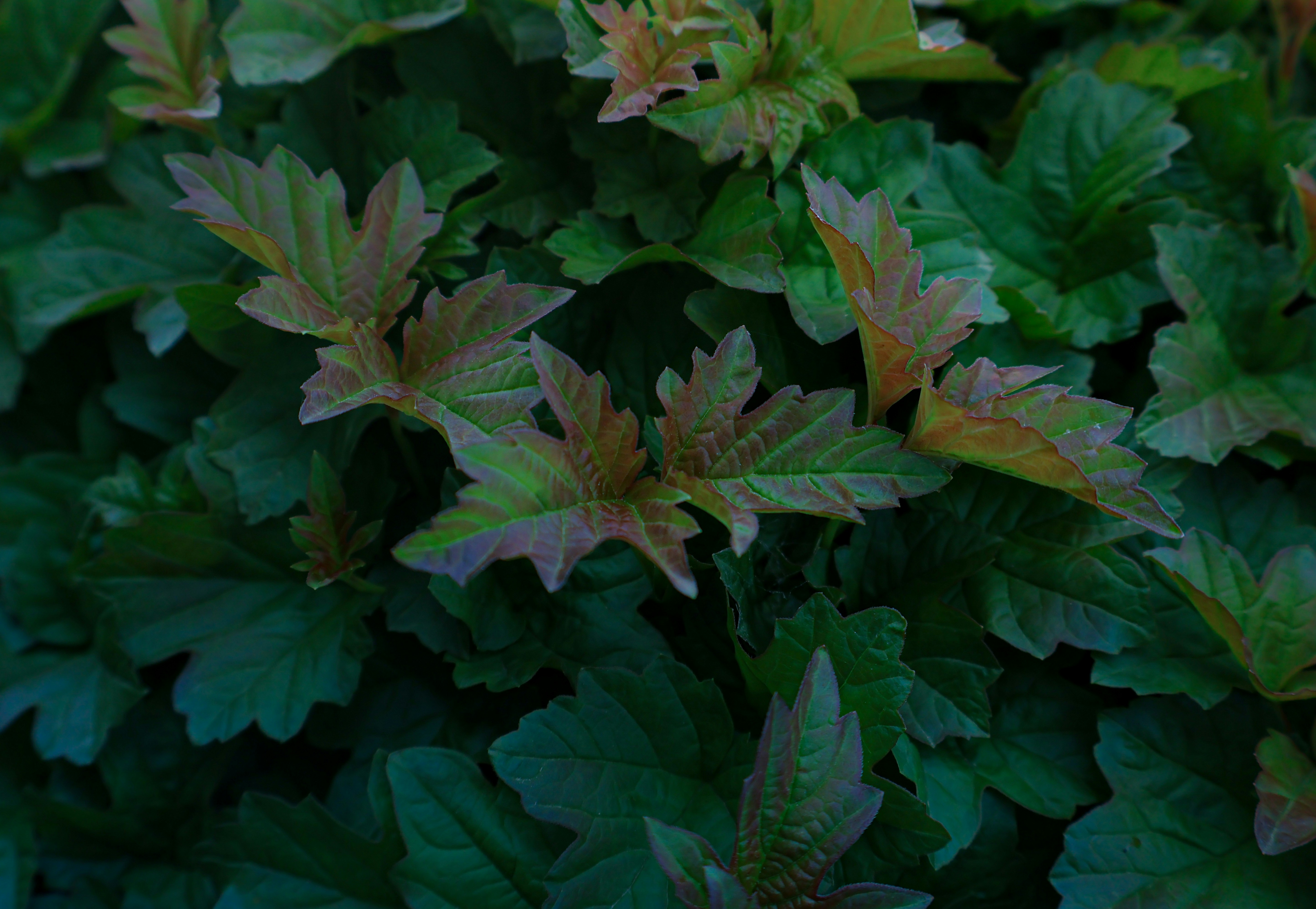 Photo by hadopelagic