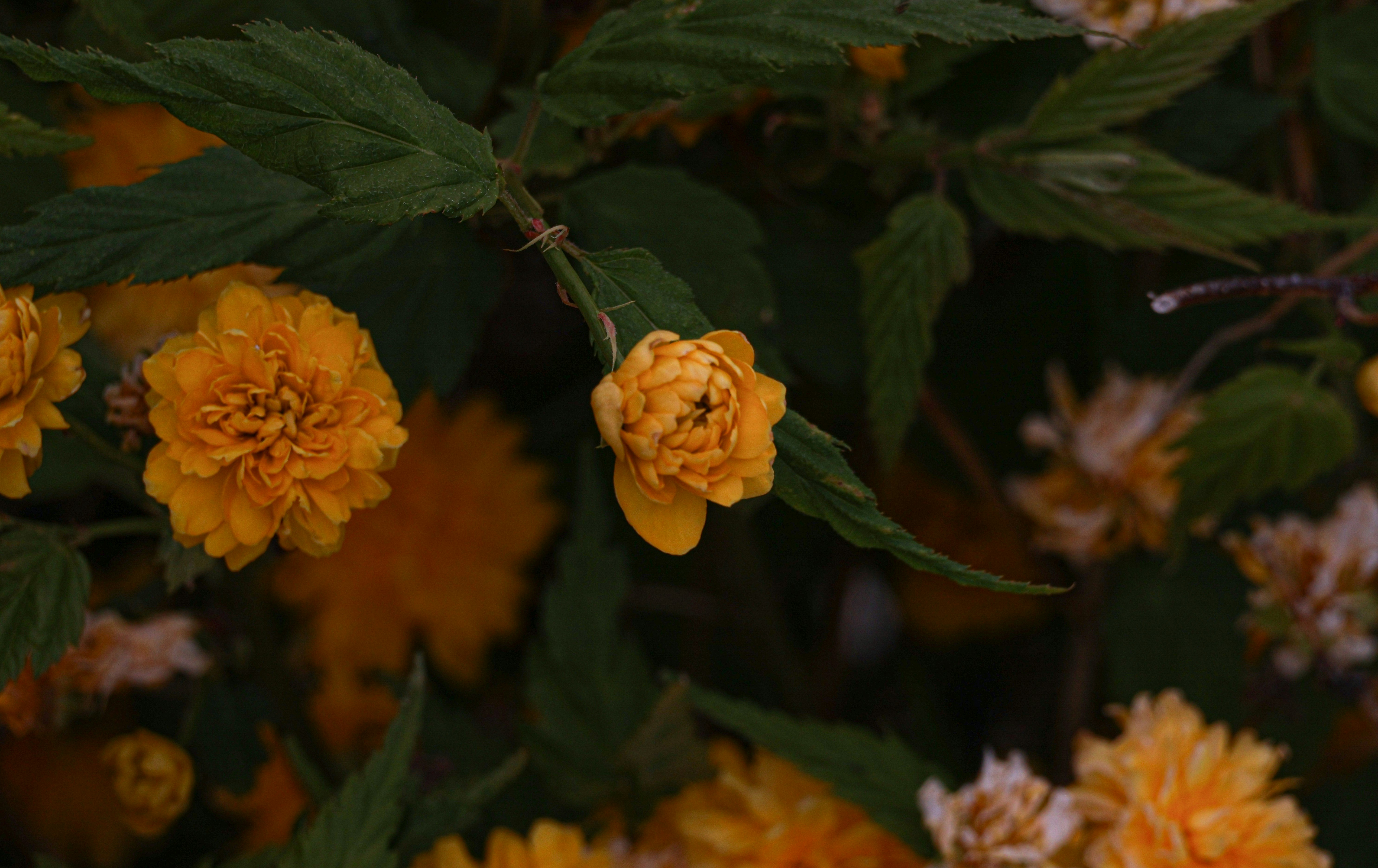 Photo by hadopelagic